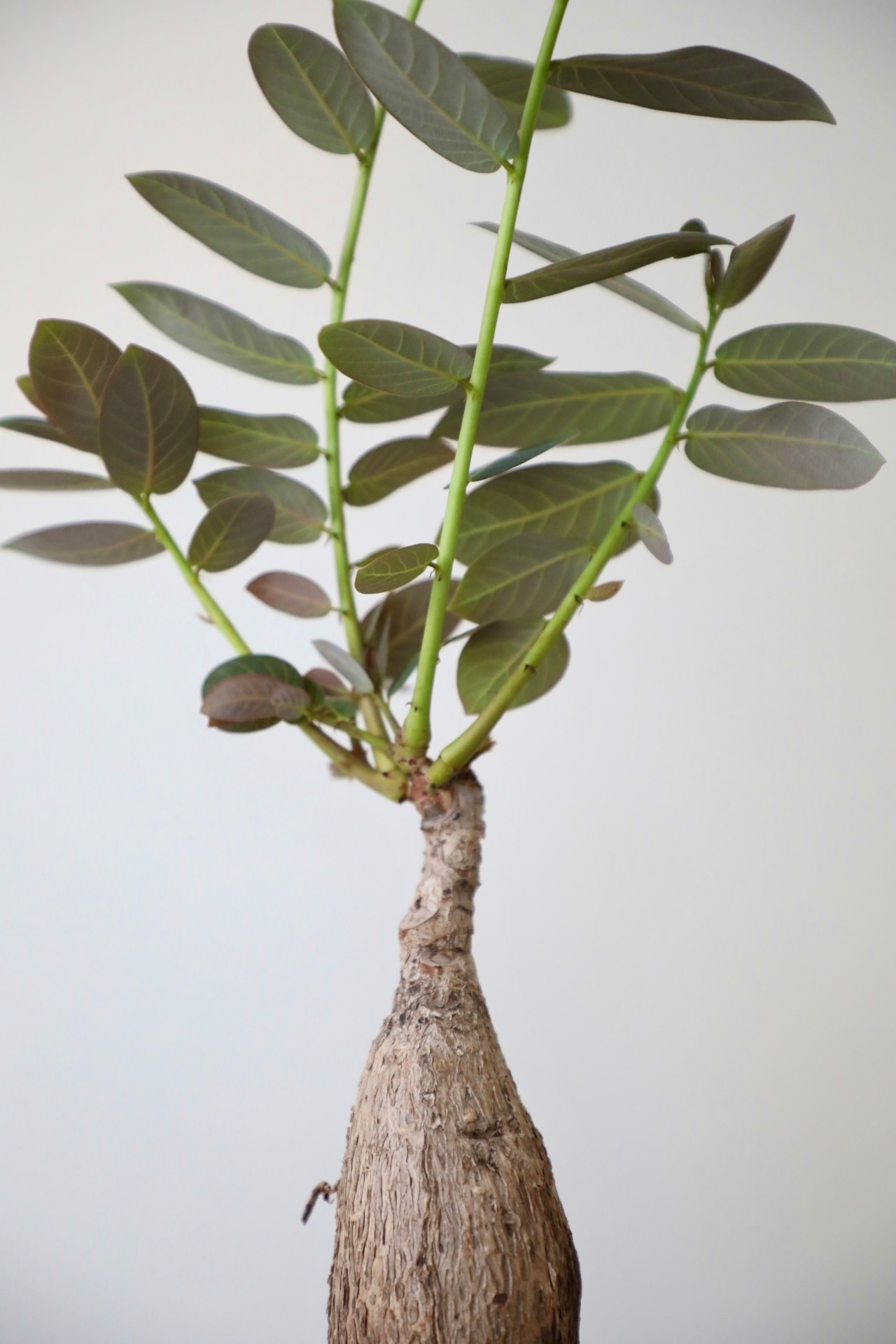 【M】フィランサス ミラビリス/Phyllanthus mirabilis　※陶器鉢付き