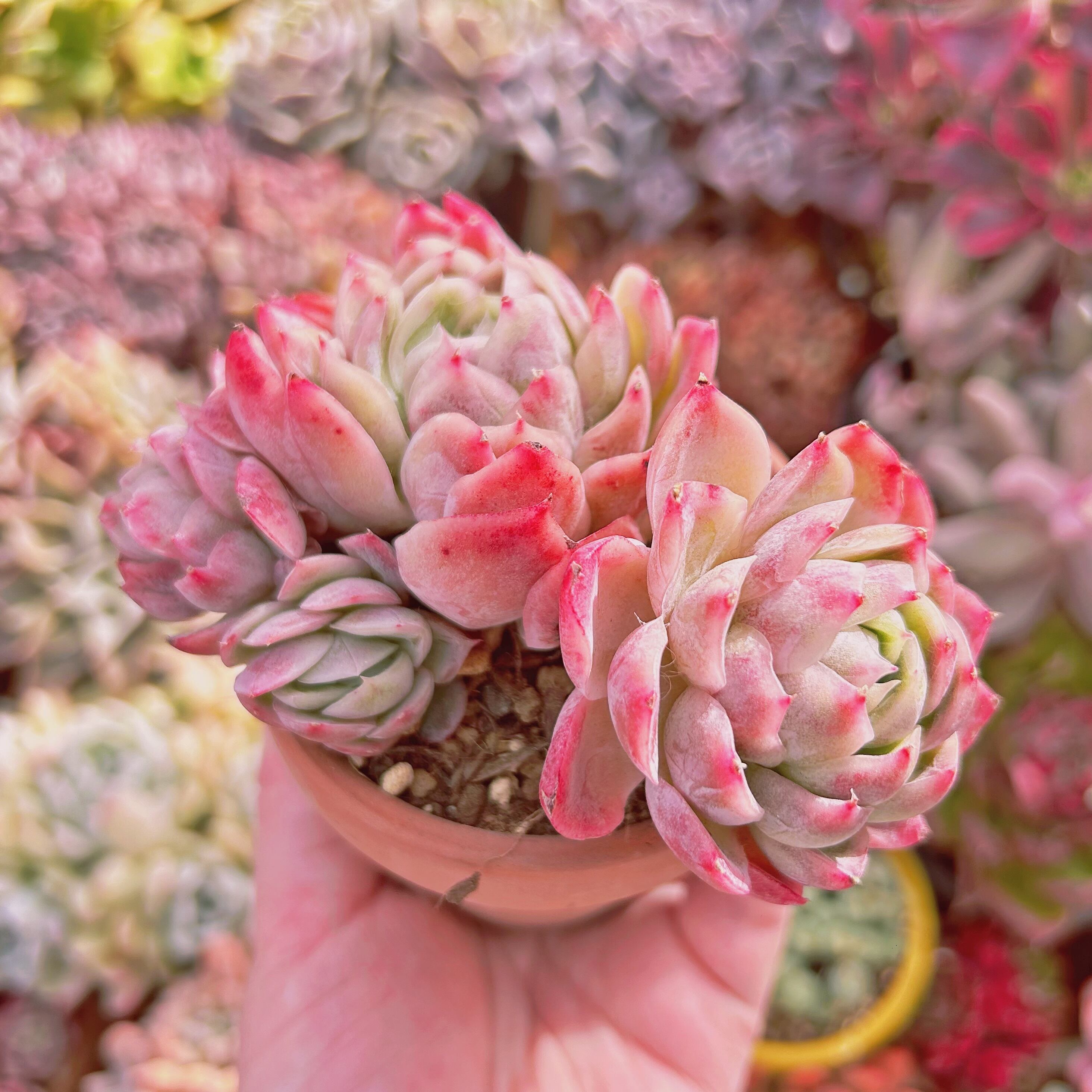 773現物 多肉植物 Echeveria 落桜 特大 | るる農園~多肉植物専門