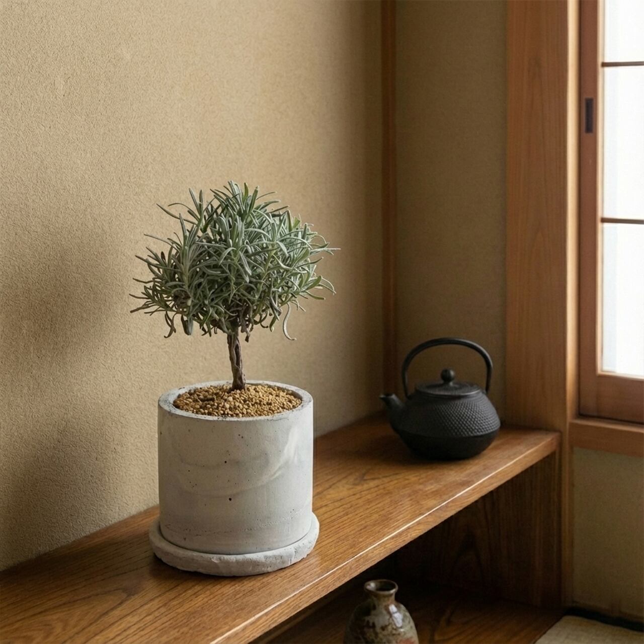 ラベンダー盆栽仕立て｜丸い樹形がかわいい爽やかグリーン【虫発生抑制／手作りモルタル鉢】