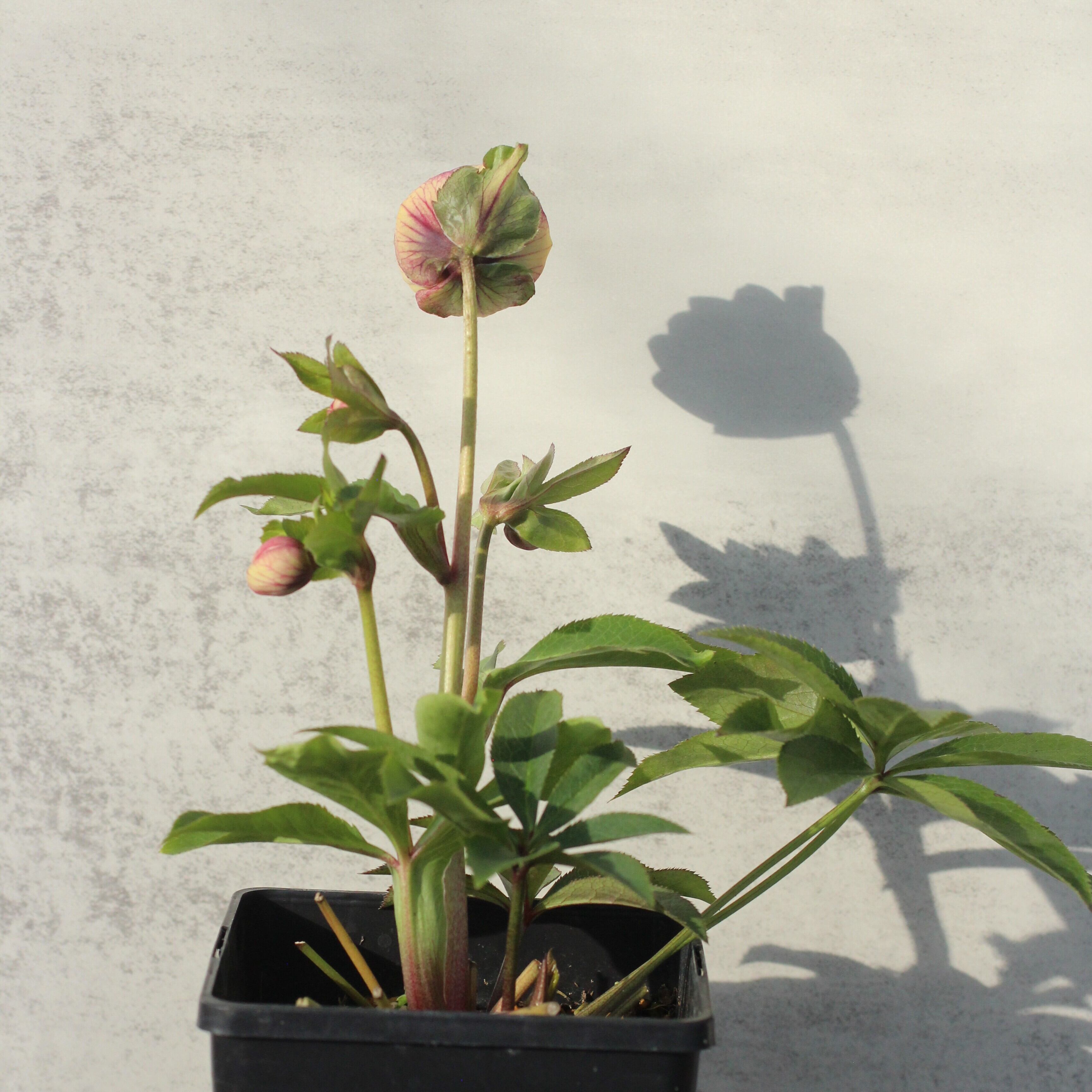 WS26-082 クリスマスローズ ウィンターシンフォニー イエロークレオン