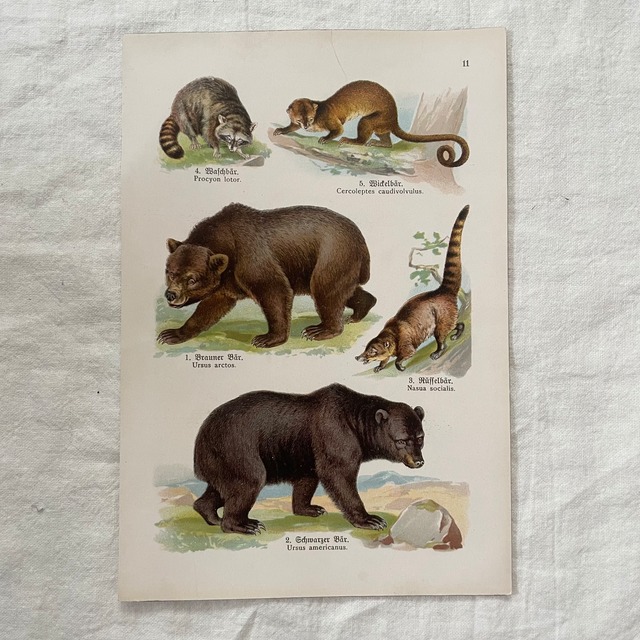 クマたちの紙