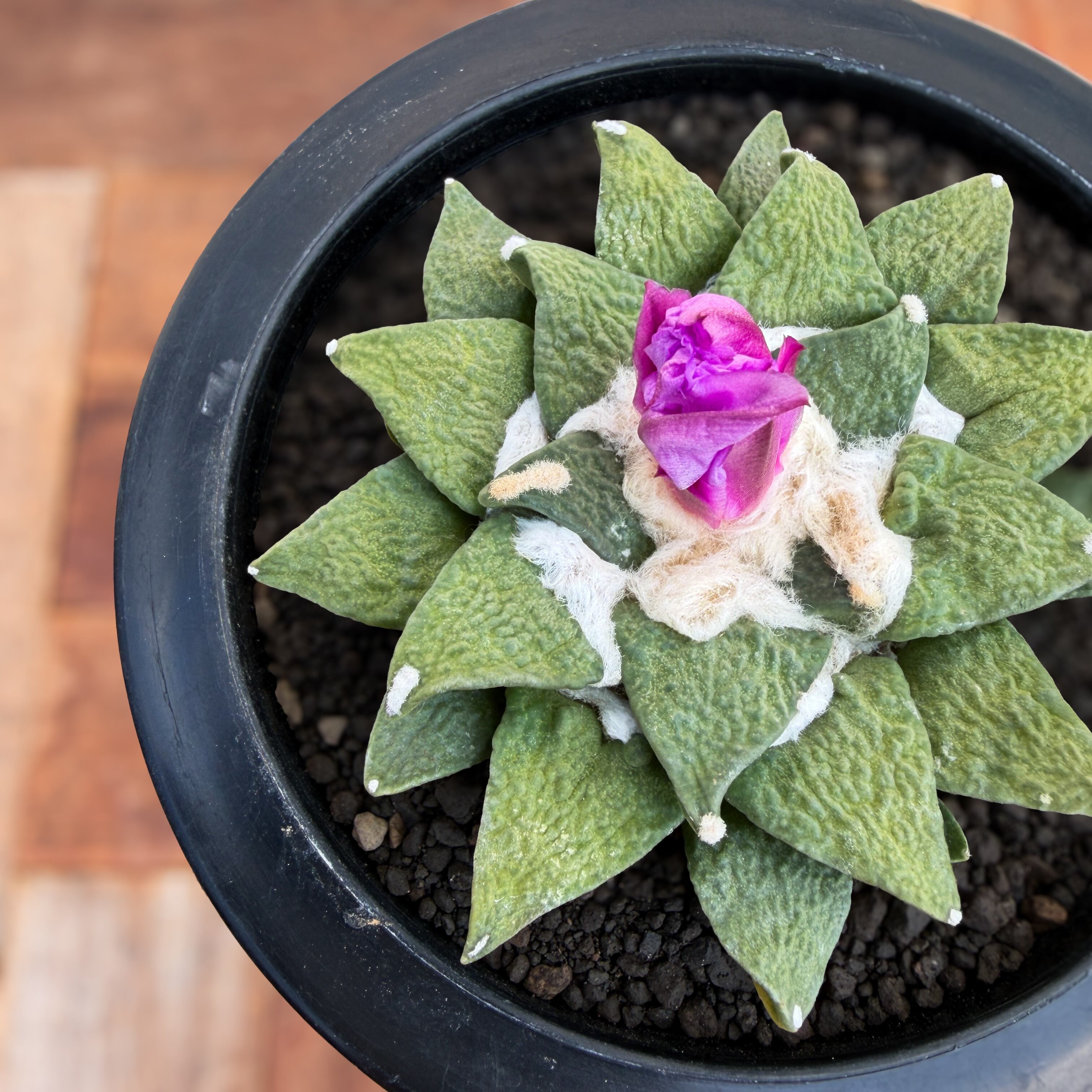 Ariocarpus kotschoubeyanus×furfuraceus【アリオカルプス・黒牡丹×花