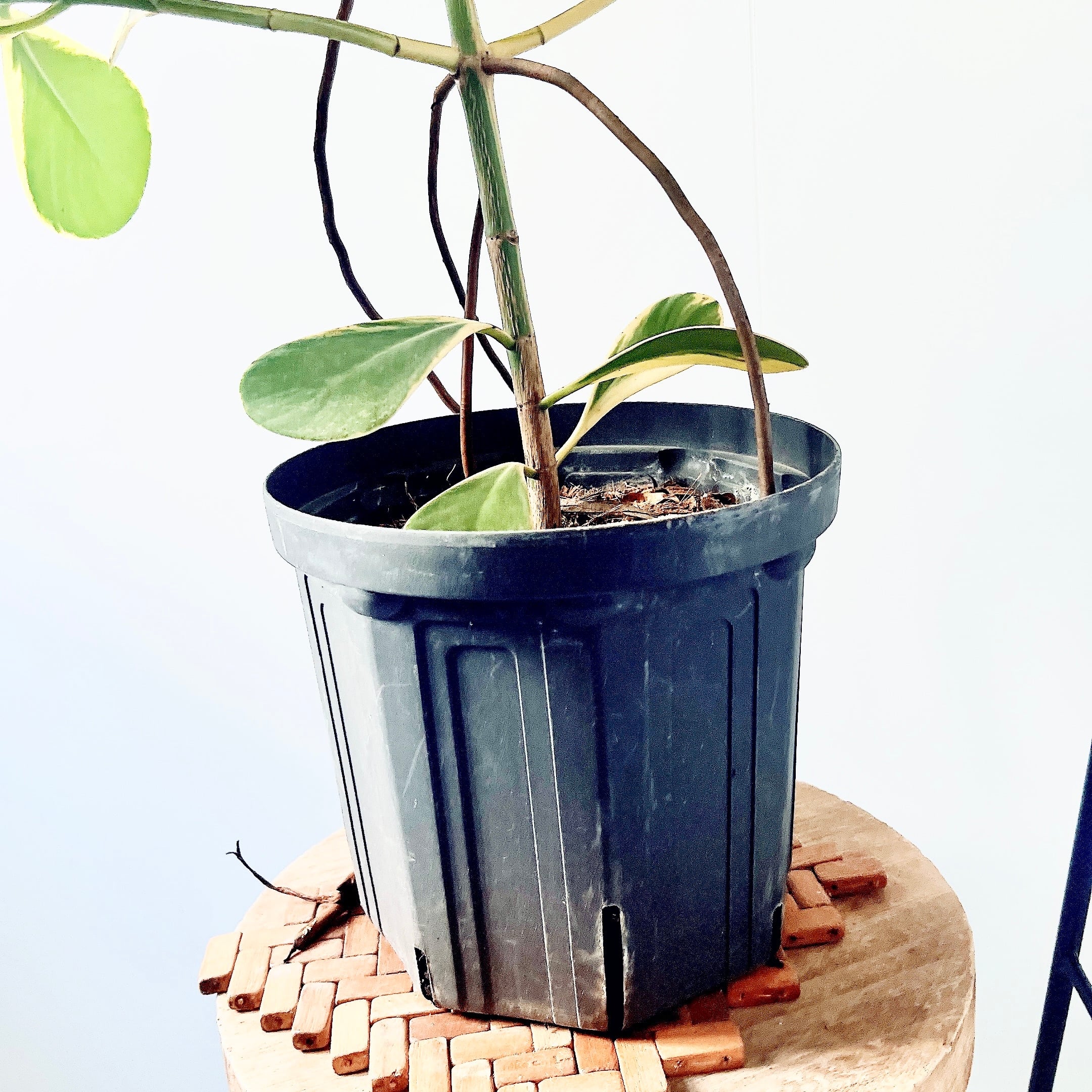 クルシアロゼアプリンセス 初めての方にもおすすめ 観葉植物 calm cafe クルシアロゼアプリンセス 初めての方にもおすすめ 観葉植物 calm cafe