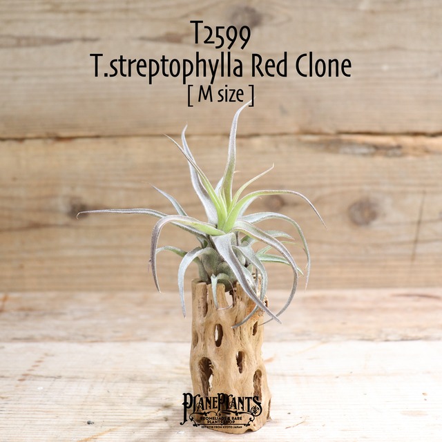 【送料無料】streptophylla Red Clone〔エアプランツ〕現品発送T2602 | plane plants