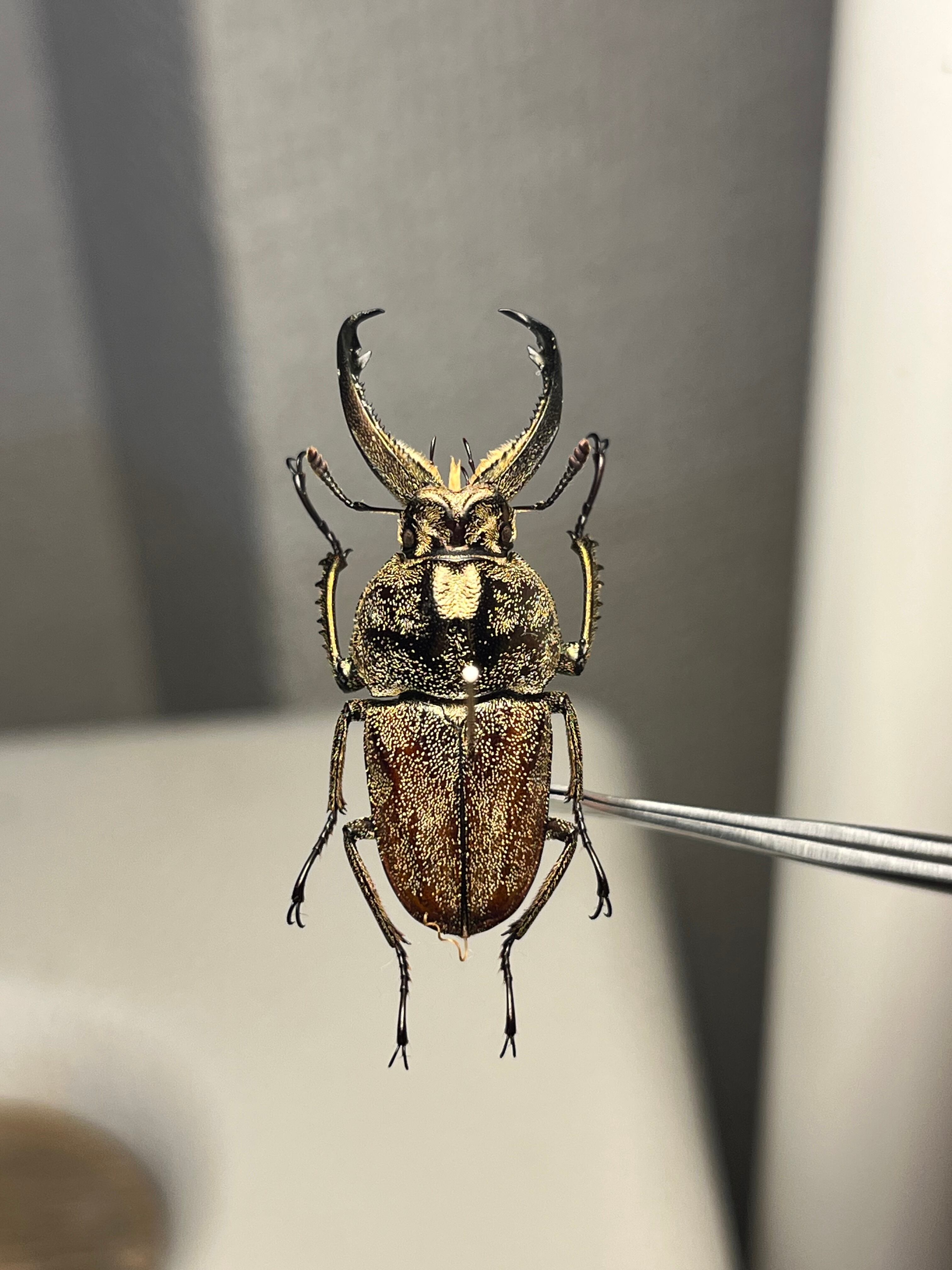 34mm♂】リンデコフキクワガタ 標本 ババオウゴンオニクワガタ ドウ