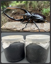 《ネプチューンオオカブト 3令幼虫ペア》 inohiro109氏ブリード個体