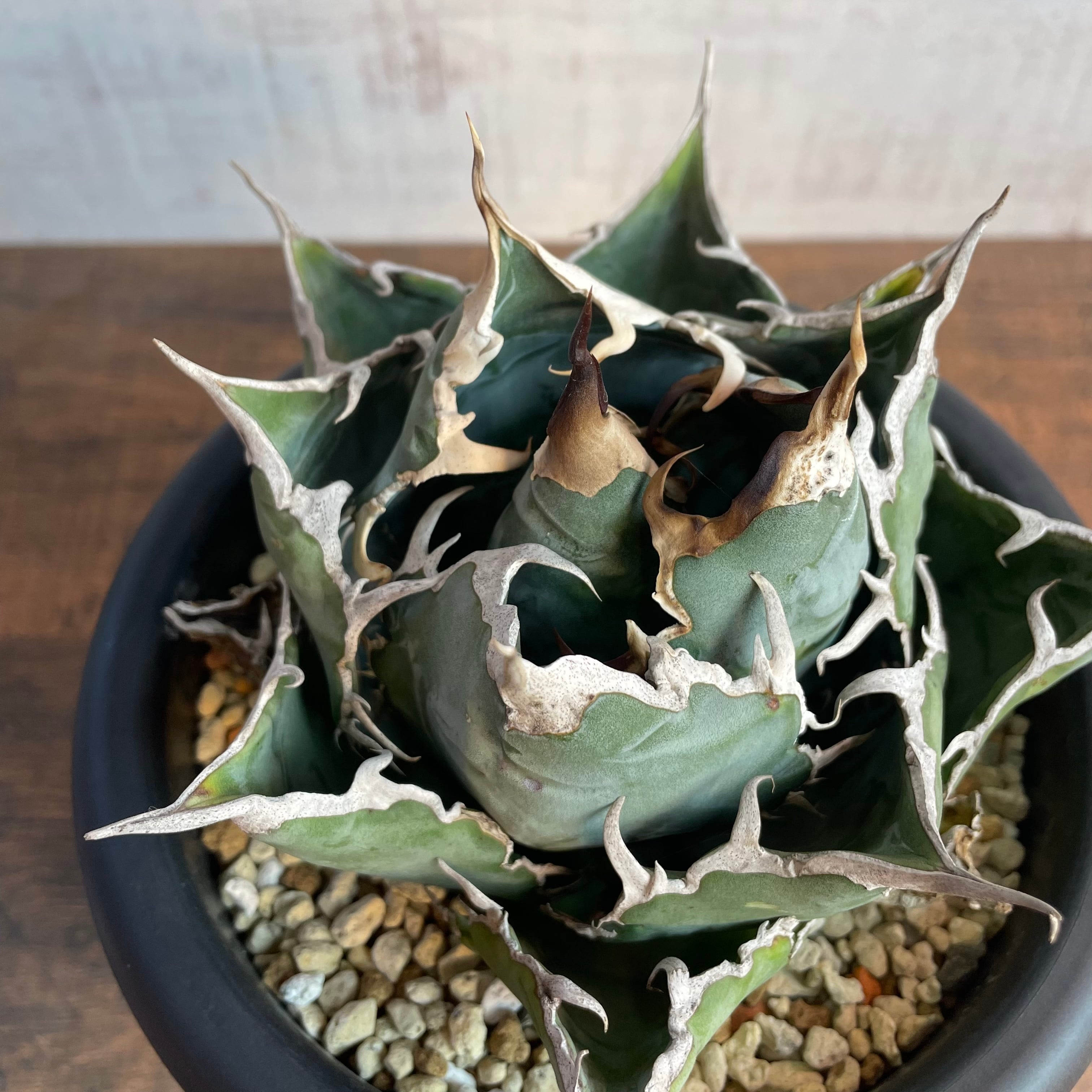 ボール型　白鯨　子株　山盛り　Agave titanota