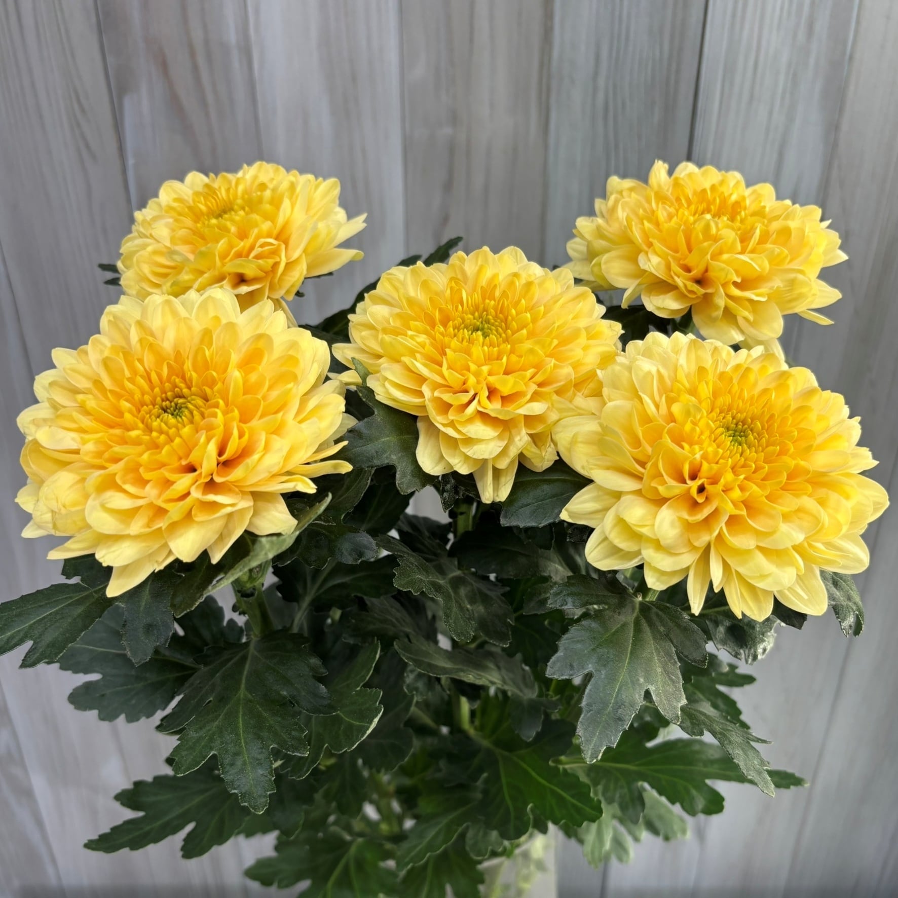 Happy花冠シャンパンスマイルイエロー 大輪！花もち抜群！発色よし！ 青森県産 大輪デコラマム シャンパン