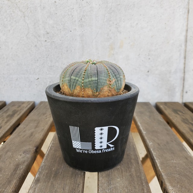 【扁平系か】オス株 Euphorbia obesa ユーフォルビア オベサ