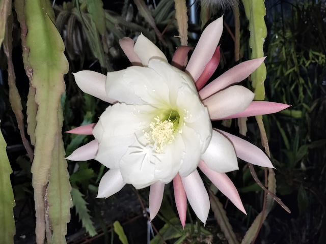 Epiphyllum hybrid 'Moonlight Mile'　１０．５ｃｍＰＯＴ　３．５号鉢