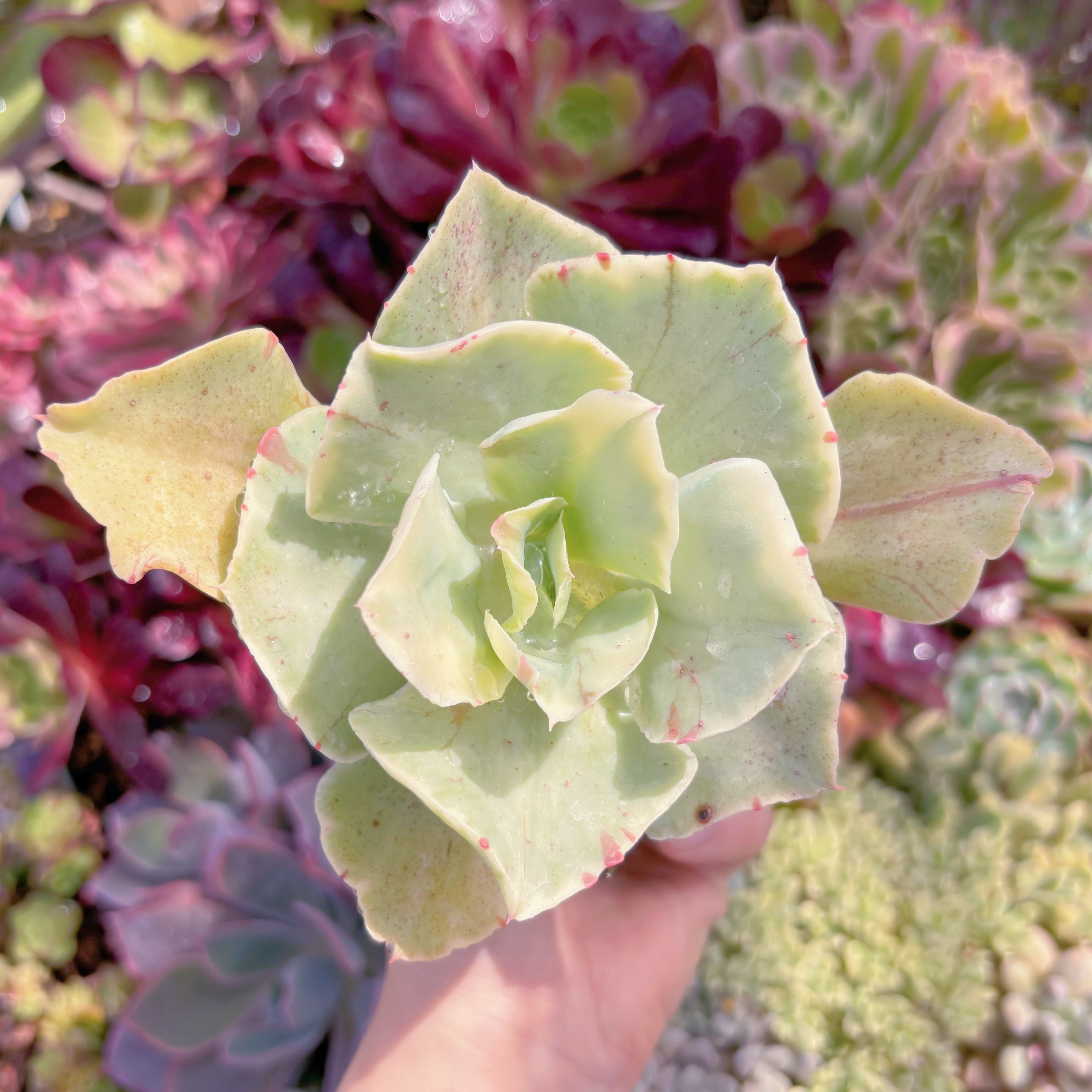 現品　moon river#565　古株　るる農園