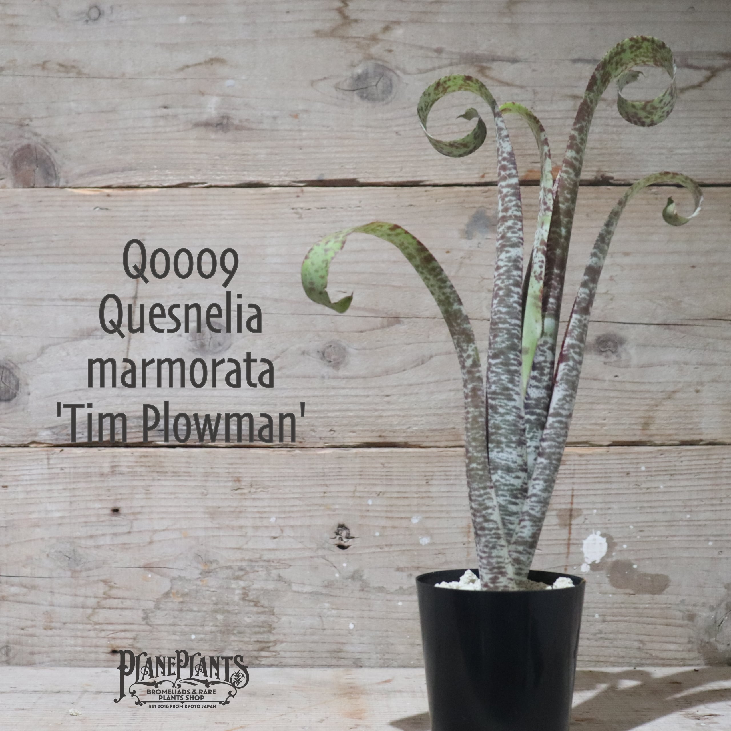 Quesnelia marmorata Tim Plowman 02