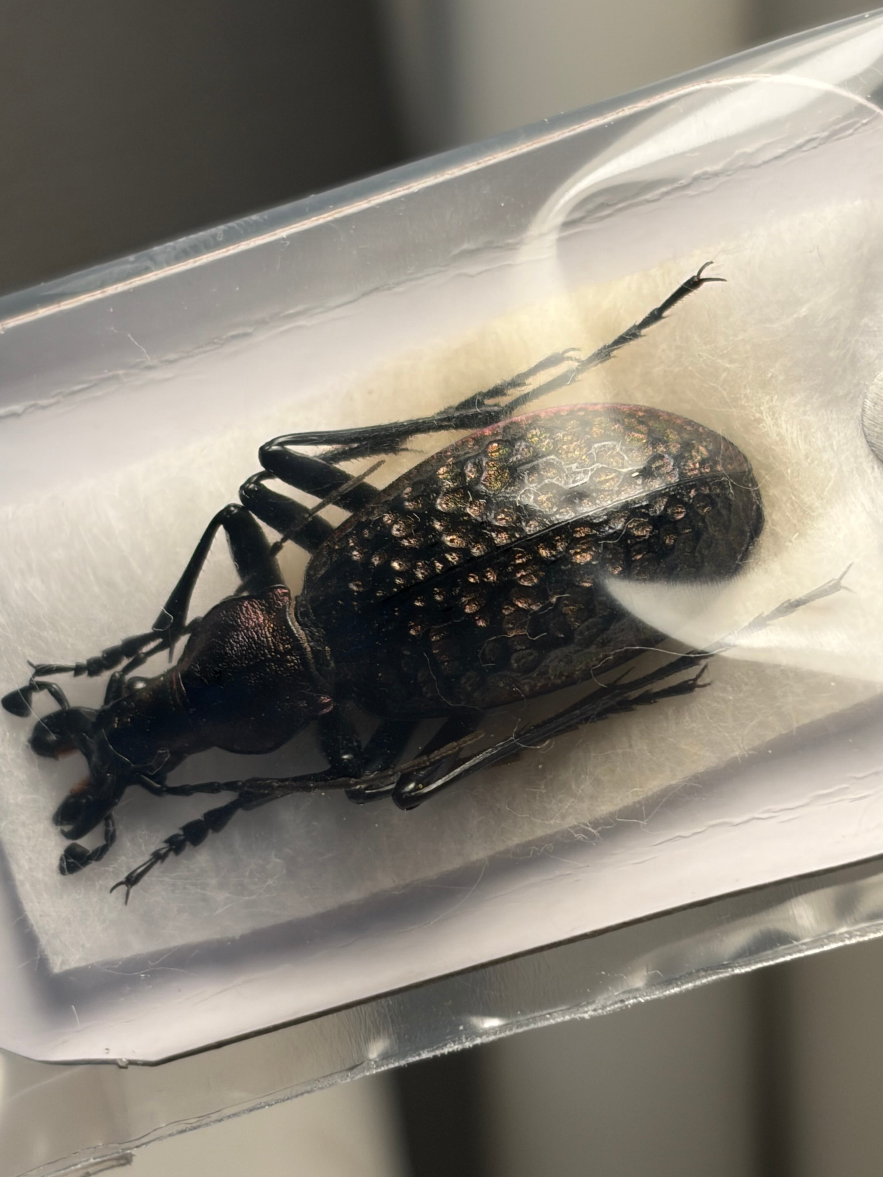 7mm】南アフリカのアシナガコガネ 標本 プラチナコガネ ウグイスコガネ