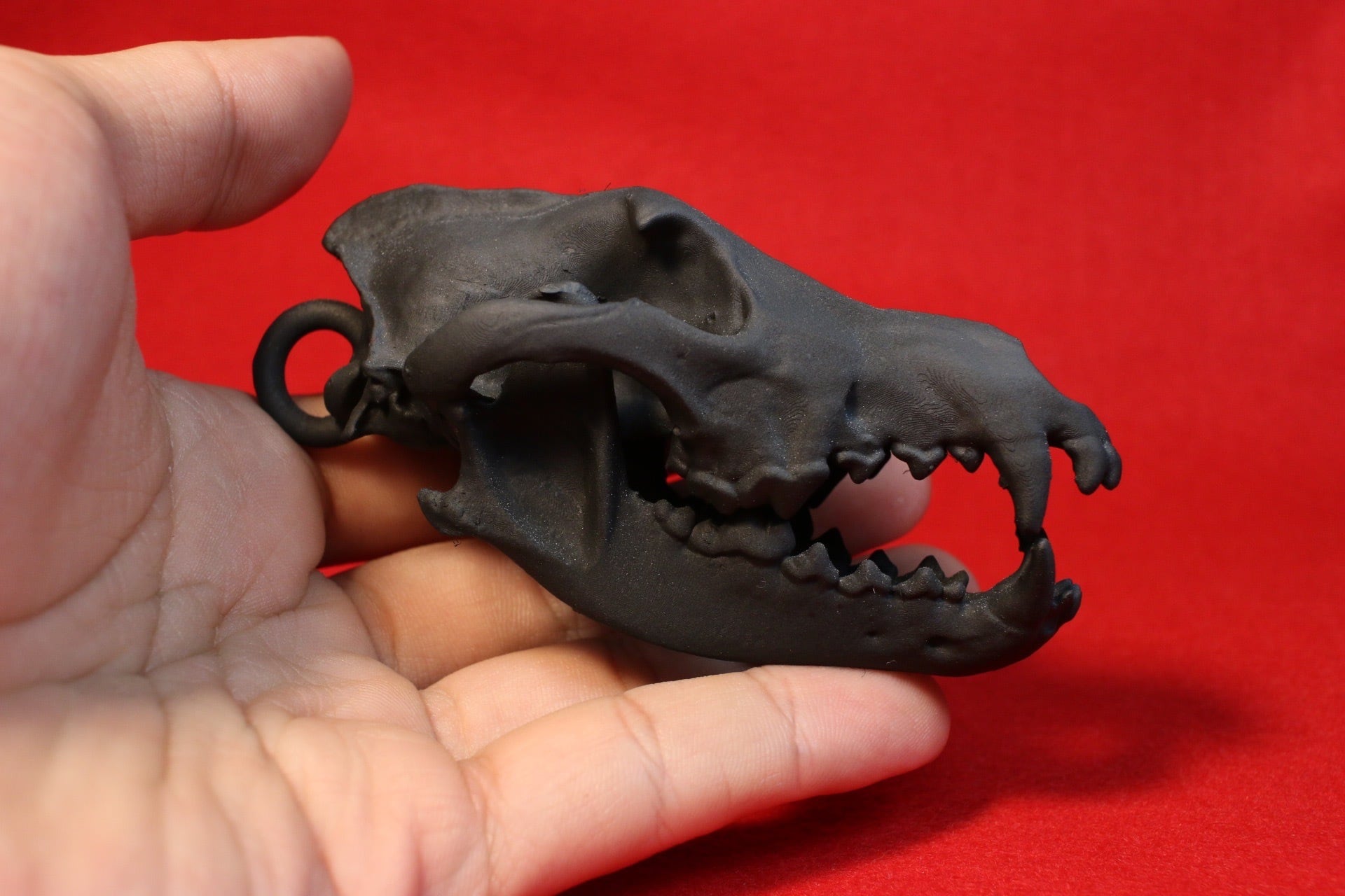 タイリクオオカミ頭骨レプリカ【手のひらサイズ】 | アンフィ合同会社