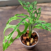 モンステラ・オブリクア ペルー/Monstera obliqua Peru