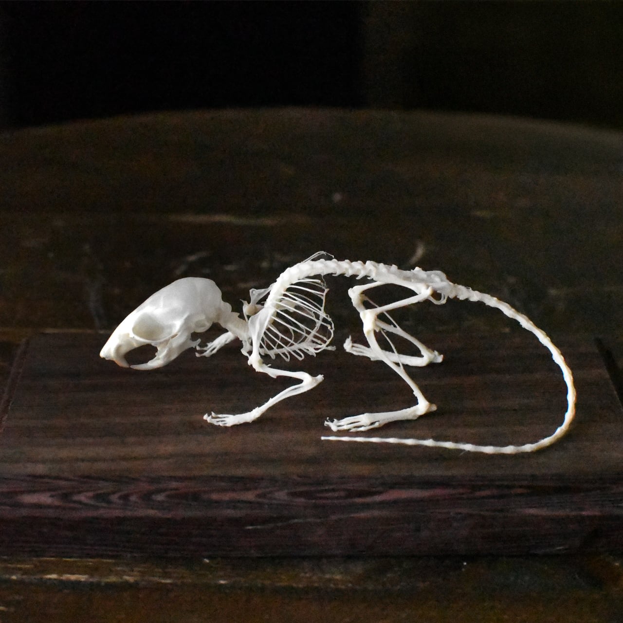 ツキノワグマの左手の骨格標本 | ほねとはね ONLINE SHOP