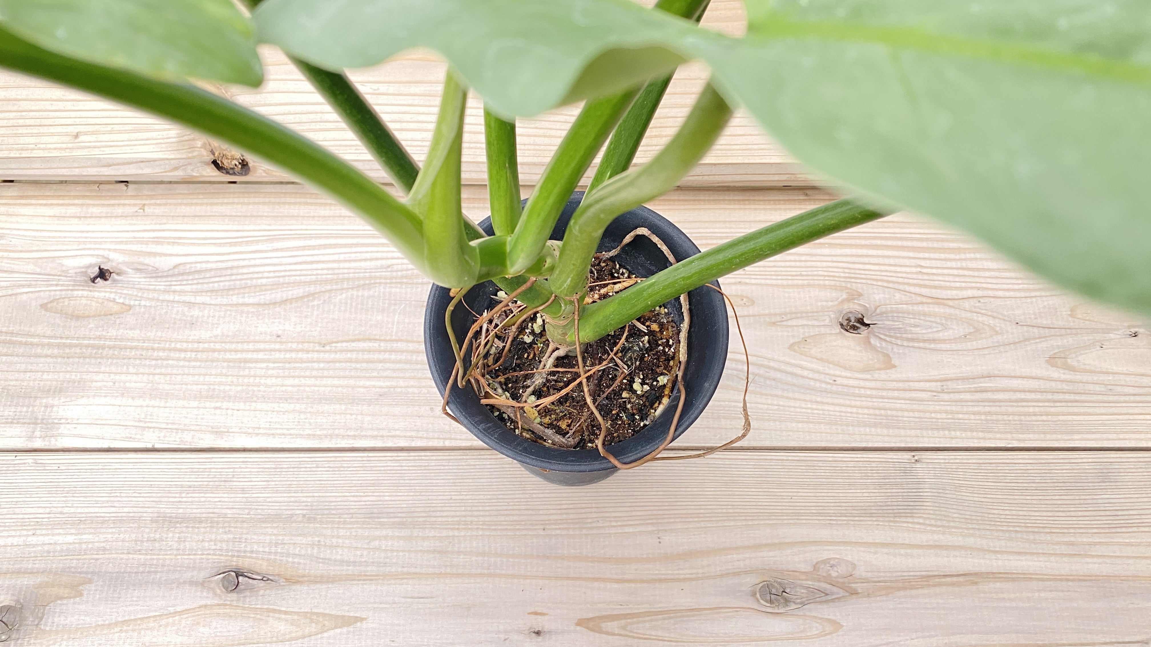 観葉植物】フィロデンドロン・ハスタータム 5号鉢 | 観葉植物専門店