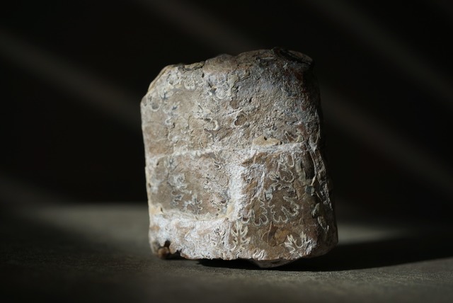 サウスダコタ州産バキュリテス化石 Baculites sp. 1526