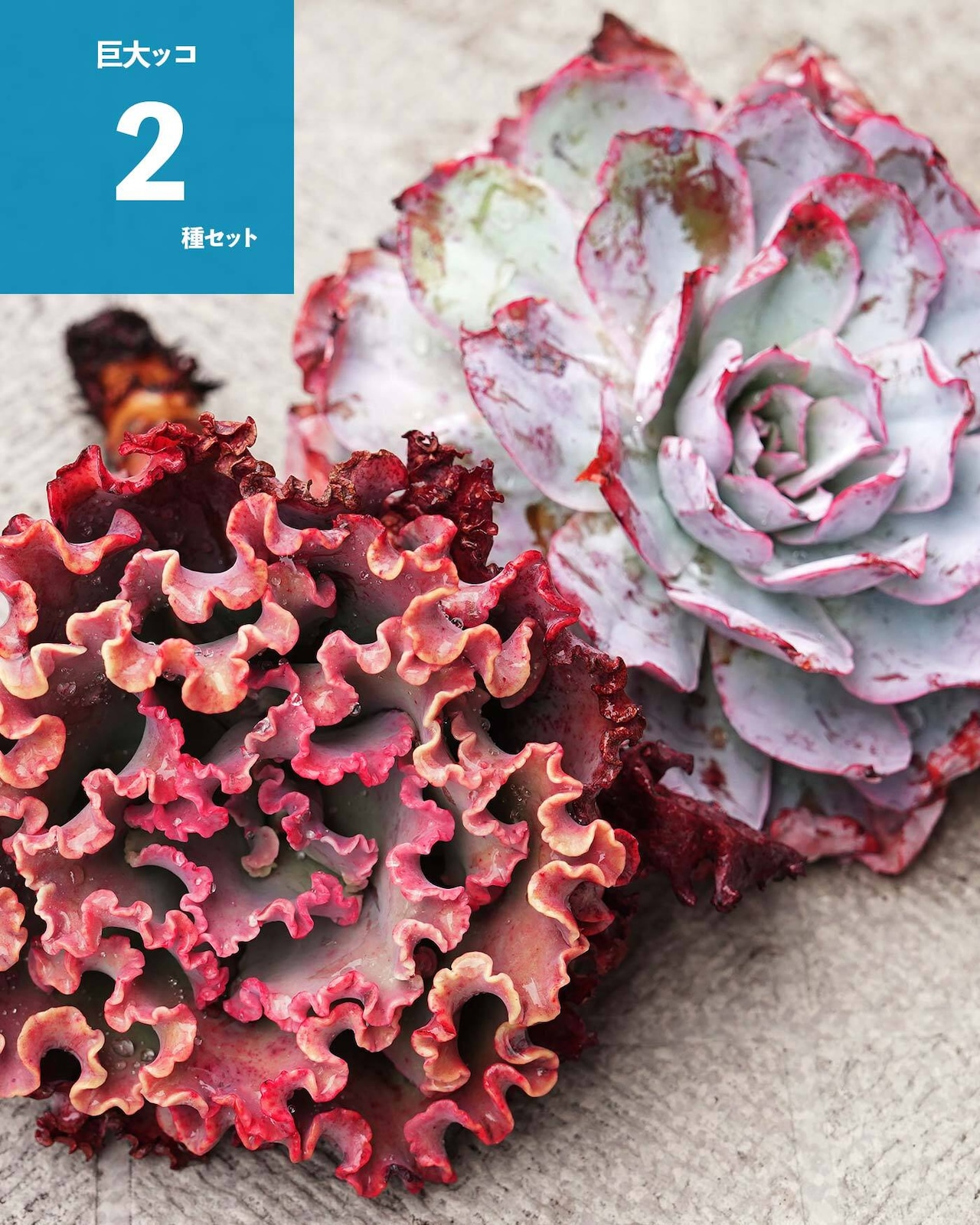 【巨大ッコ 2種セット】ブルーライト XL／メリディアン L