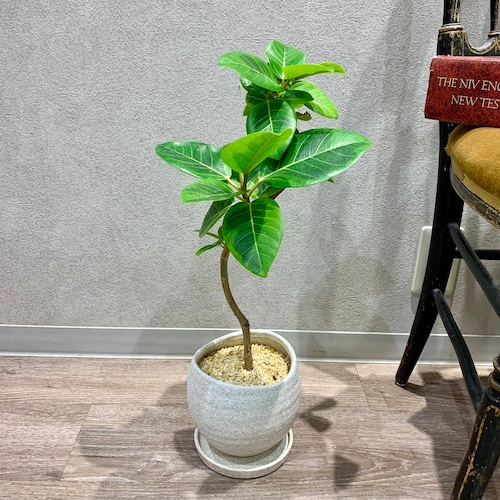 一点もの【アルテシマゴム】｜観葉植物｜ゴムノキ｜ギフト｜お祝い｜開店祝｜新築祝｜引越し祝｜自分用