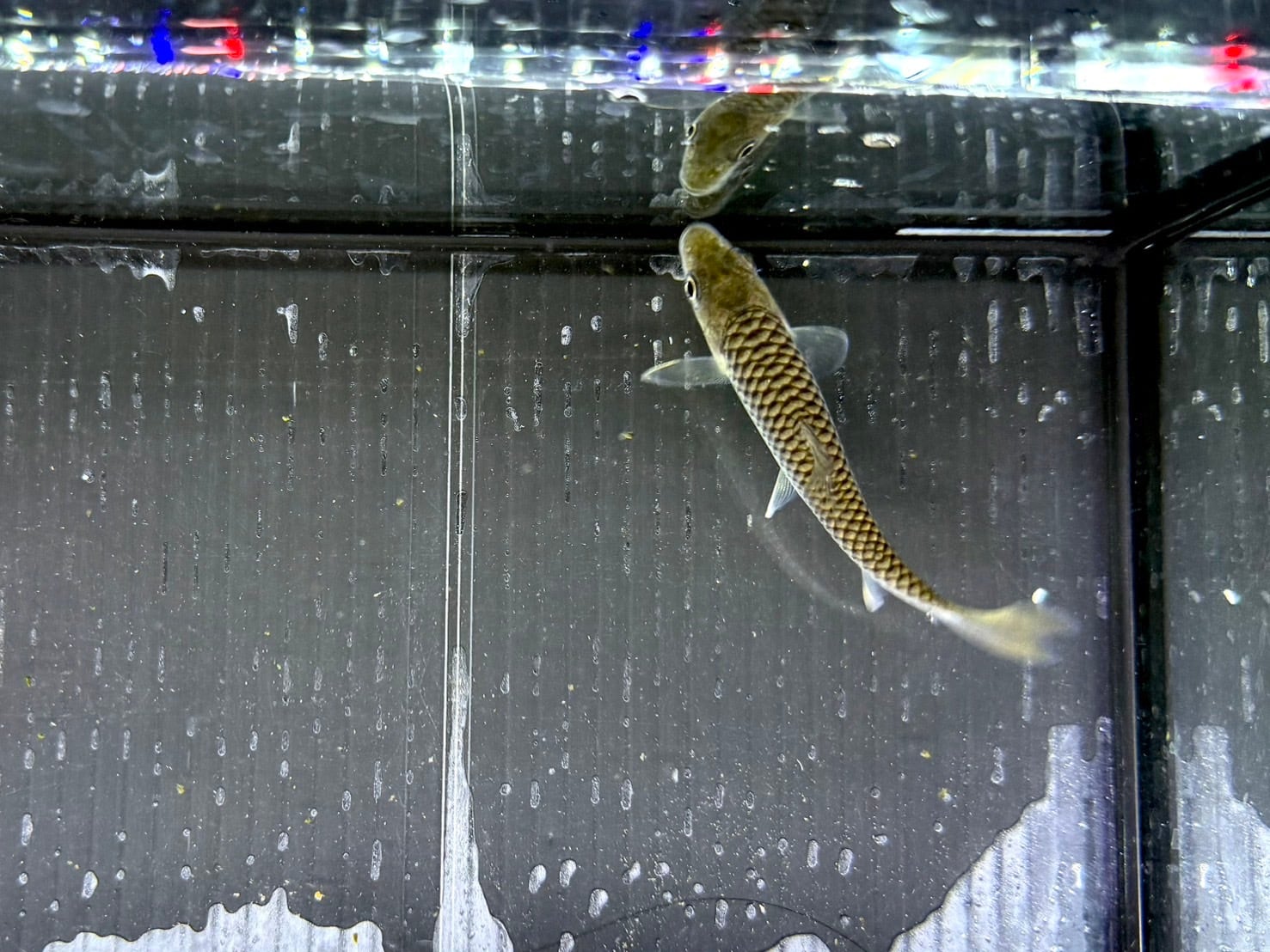 G13 レッドテールゴールデンマハシール 9㎝前後 ミャンマー 激レア