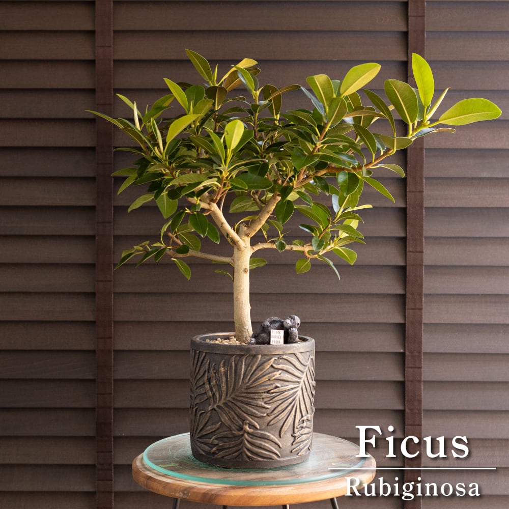 花のう付き フィカス ルビギノーサ 盆栽仕立て フランスゴムの木 Rubiginosa 5号 陶器鉢 観葉植物 ゴムの木 0314BK