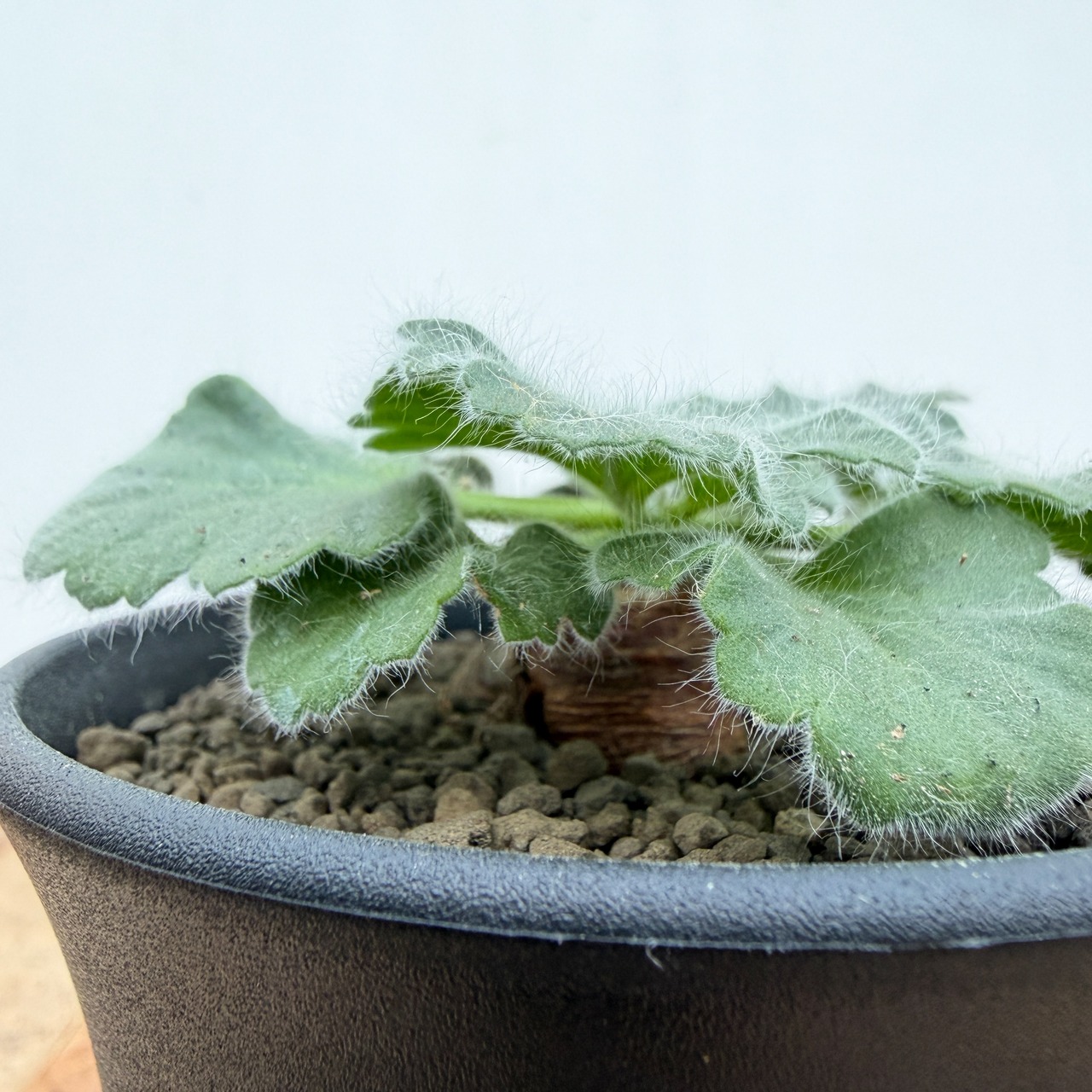 Pelargonium curviandrum【ペラルゴニウム・クルビアンドラム】