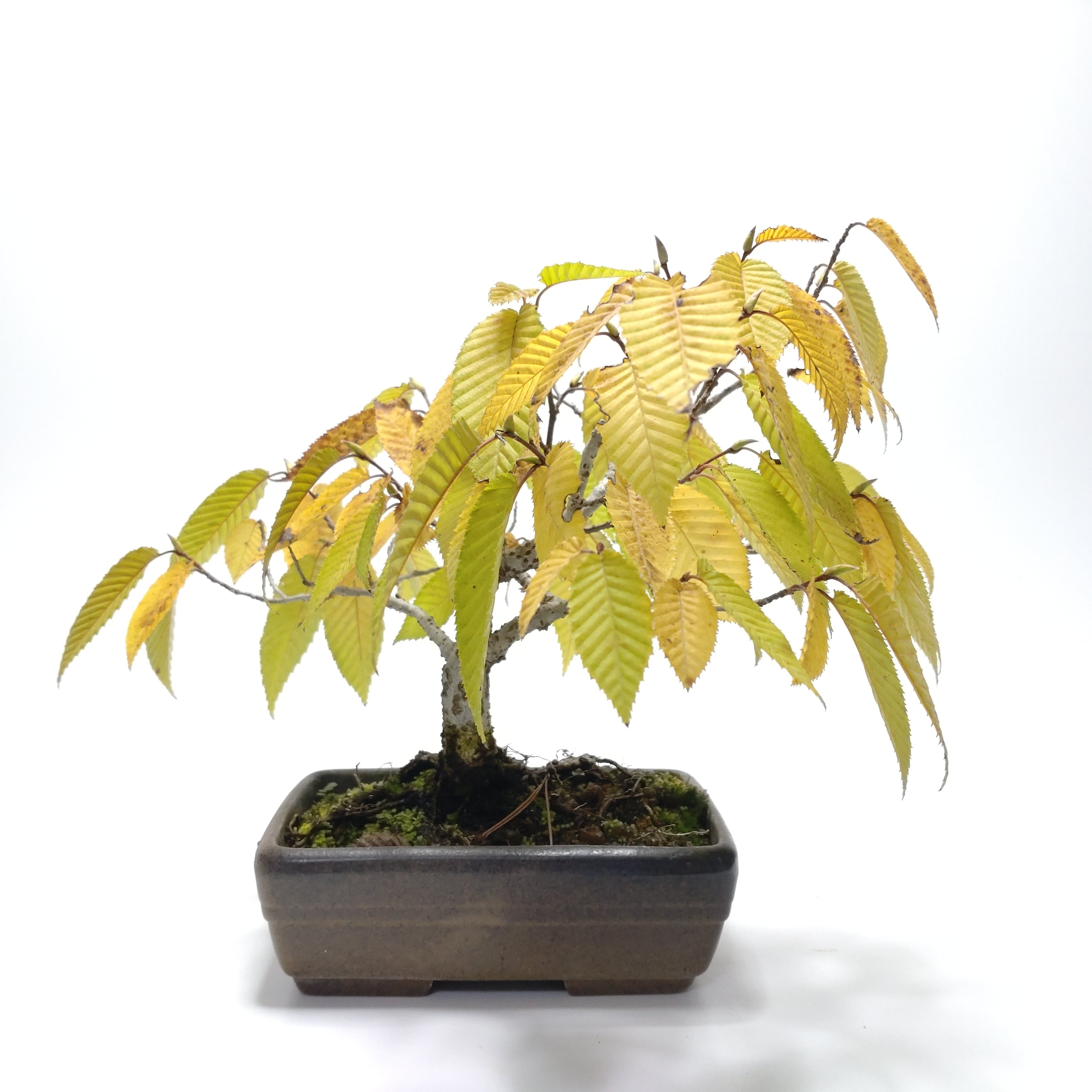 皐月（赤サツキ）盆栽 CS001 | 盆栽創【Bonsaisou】