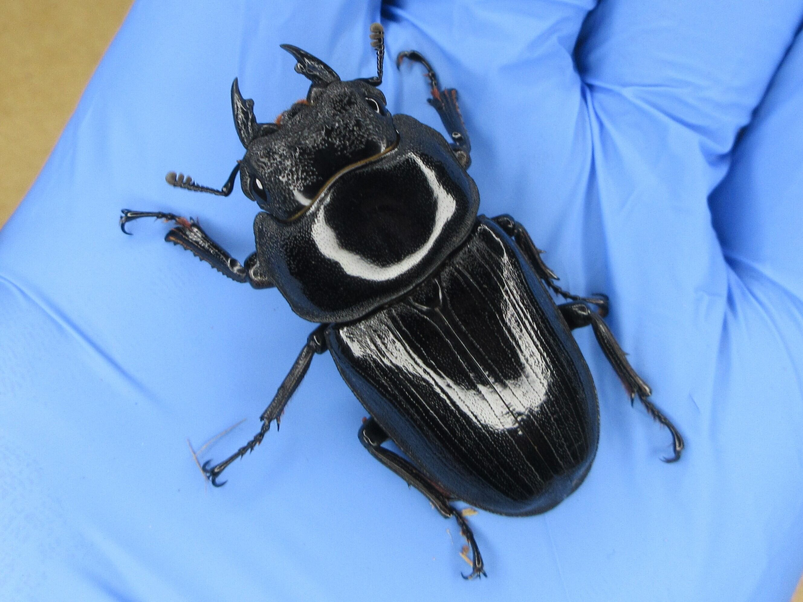 オオクワガタ89.8mm 能勢産 YG血統 昆虫標本用として BreedingJournal