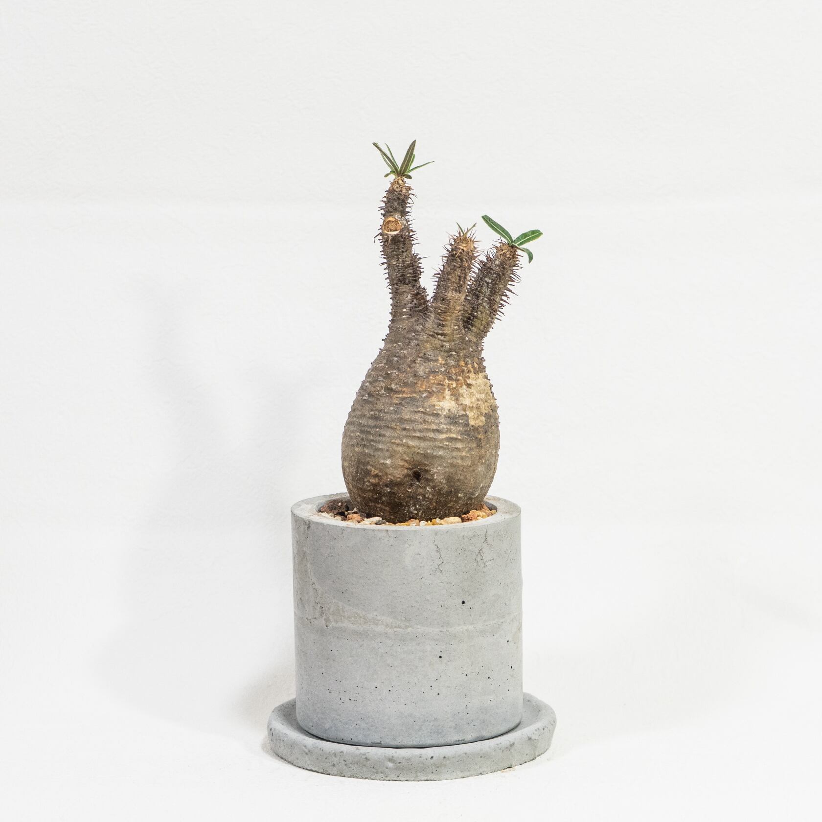 発根済み株 パキポディウム・グラキリス コロンとした造形美を鉢込みで堪能