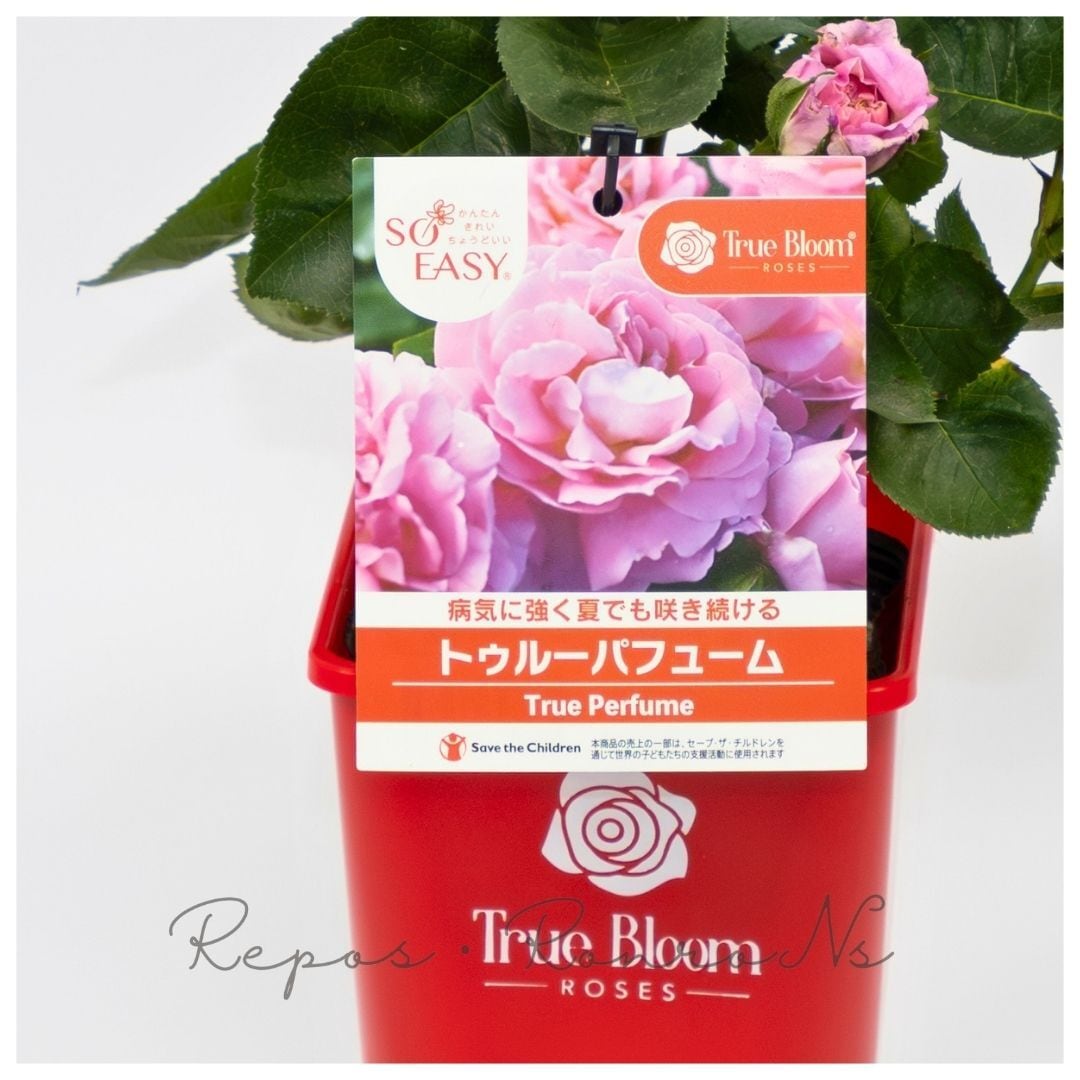バラ：トゥルーブルーム・パフューム（4号鉢）薔薇 バラ苗 四季咲き