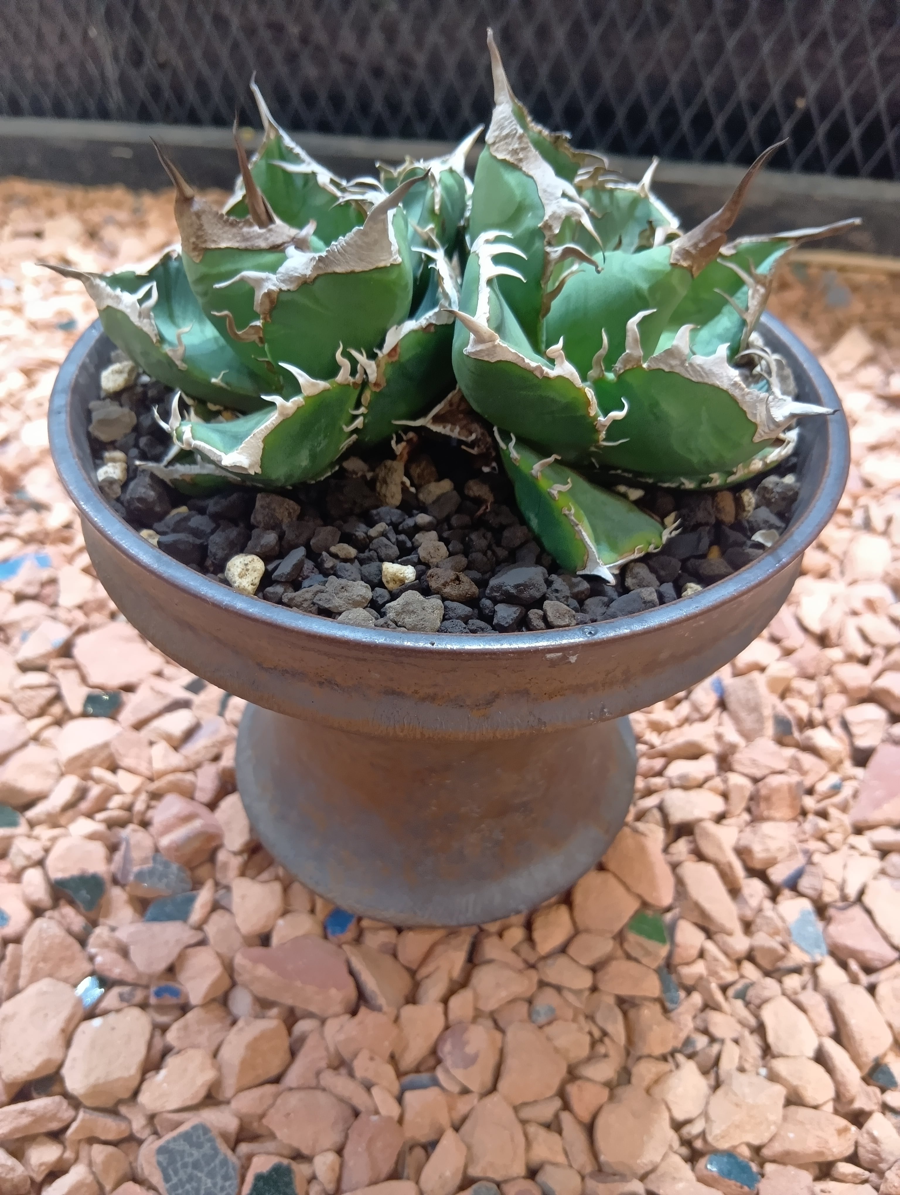 Agave titanota 双頭 No name | Buenaplant