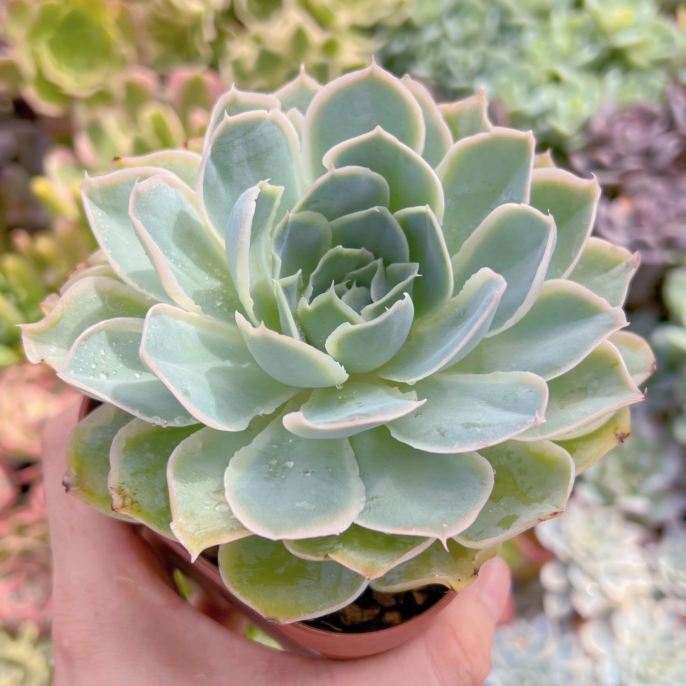 現物　プリーツスカート#693   るる農園