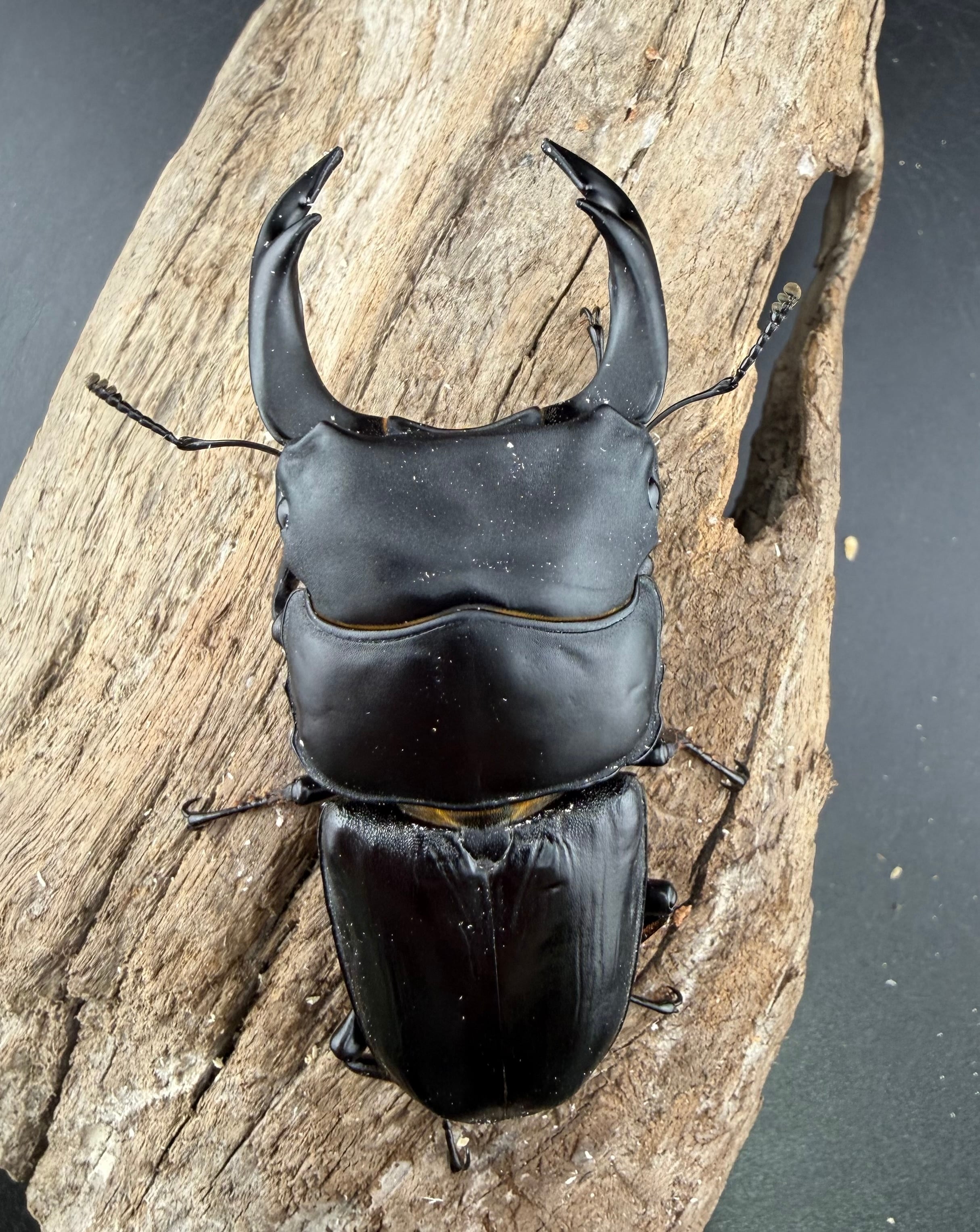 オオクワガタ 能勢YG血統 84mm ペア》 | KPW公式オンラインショップ