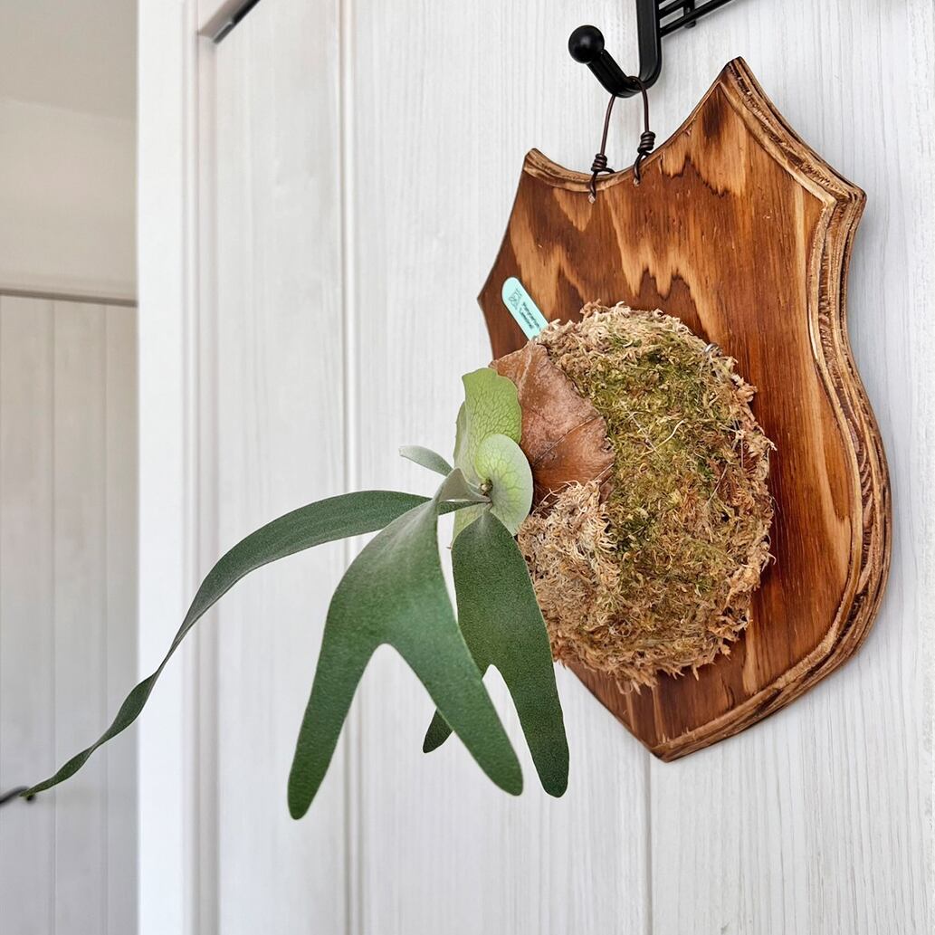 ビカクシダ レモイネイ 板付 【観葉植物 室内 コウモリラン