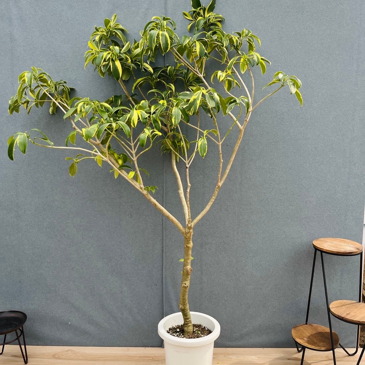 現品］【希少】41番 ユッカ ロストラータ ランチョンブルー 8号 観葉