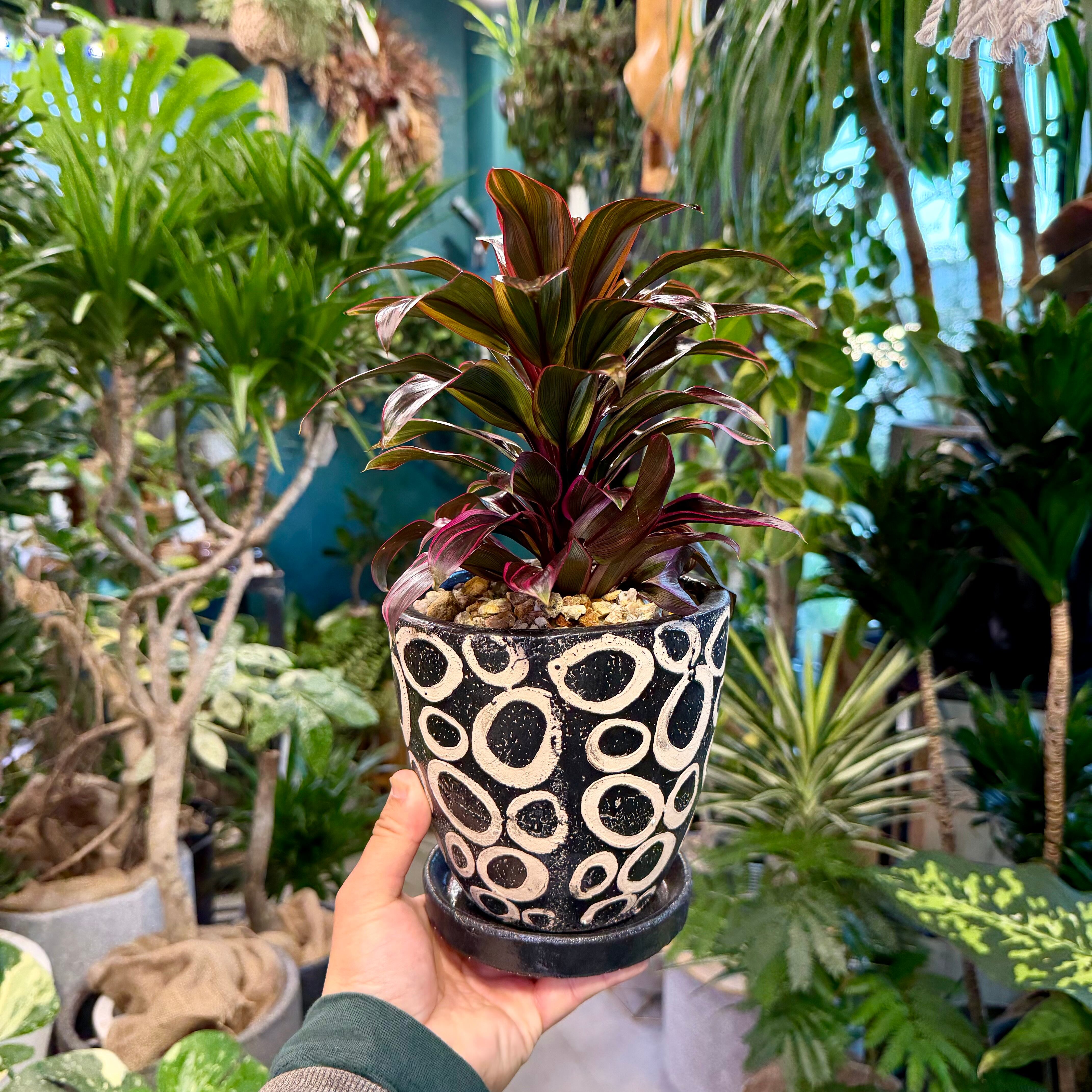 コルジリネ・ピンクレディ | barrelplants_BONSAI