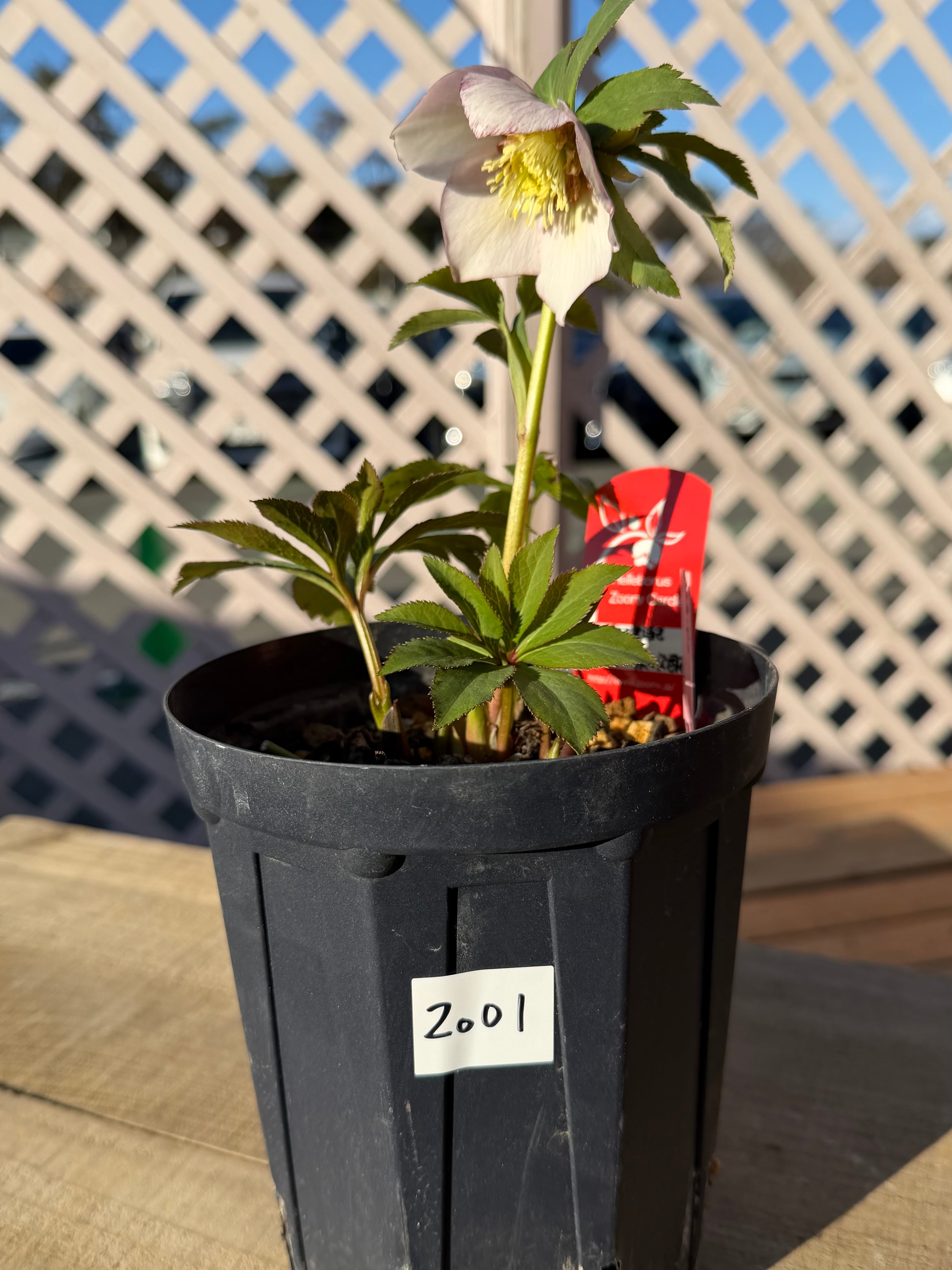 チベタヌス交配×チベタヌス戻し交配 Zoony Garden クリスマスローズ