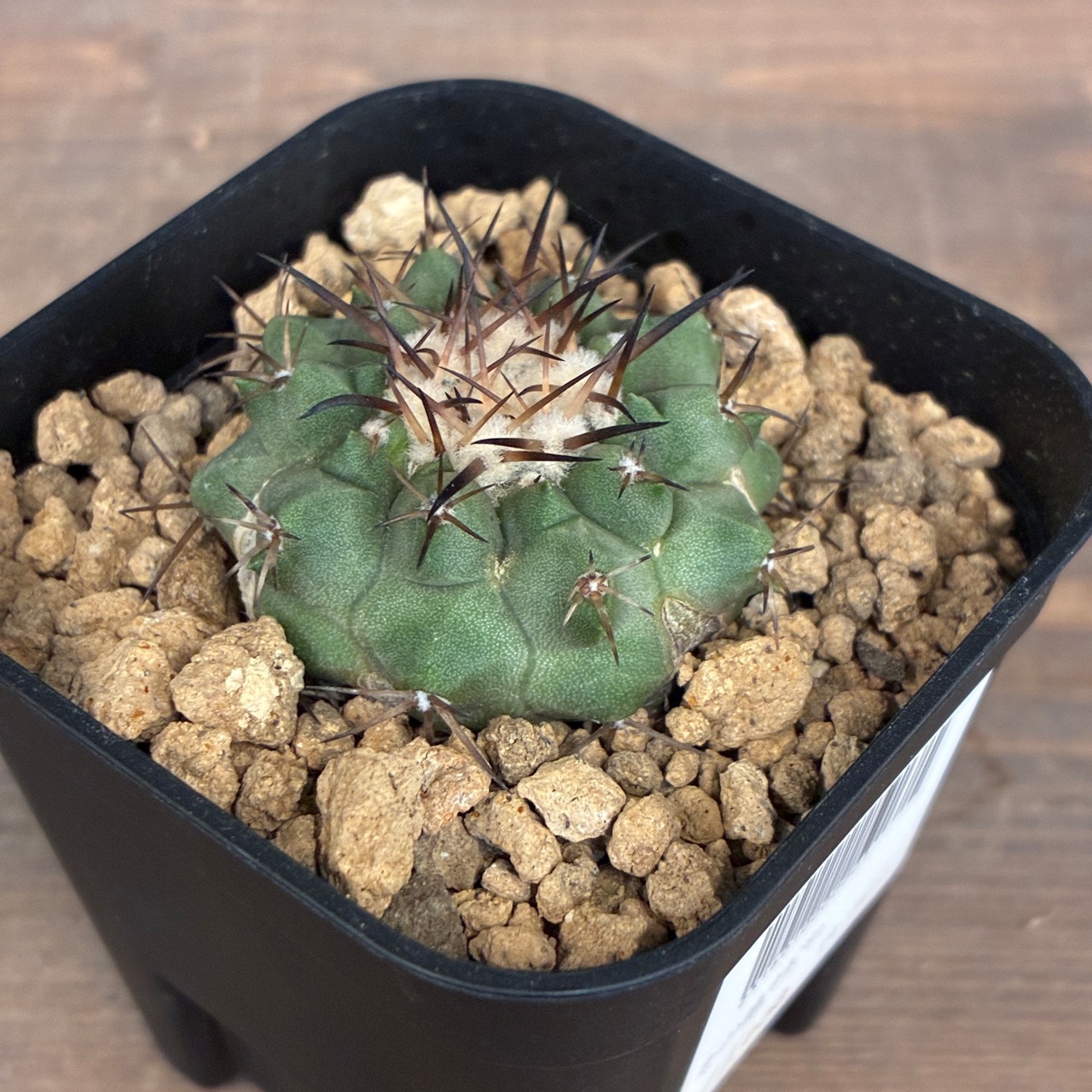 【Copiapoa】サボテン　コピアポア　黒王丸実生【356】【再撮影】