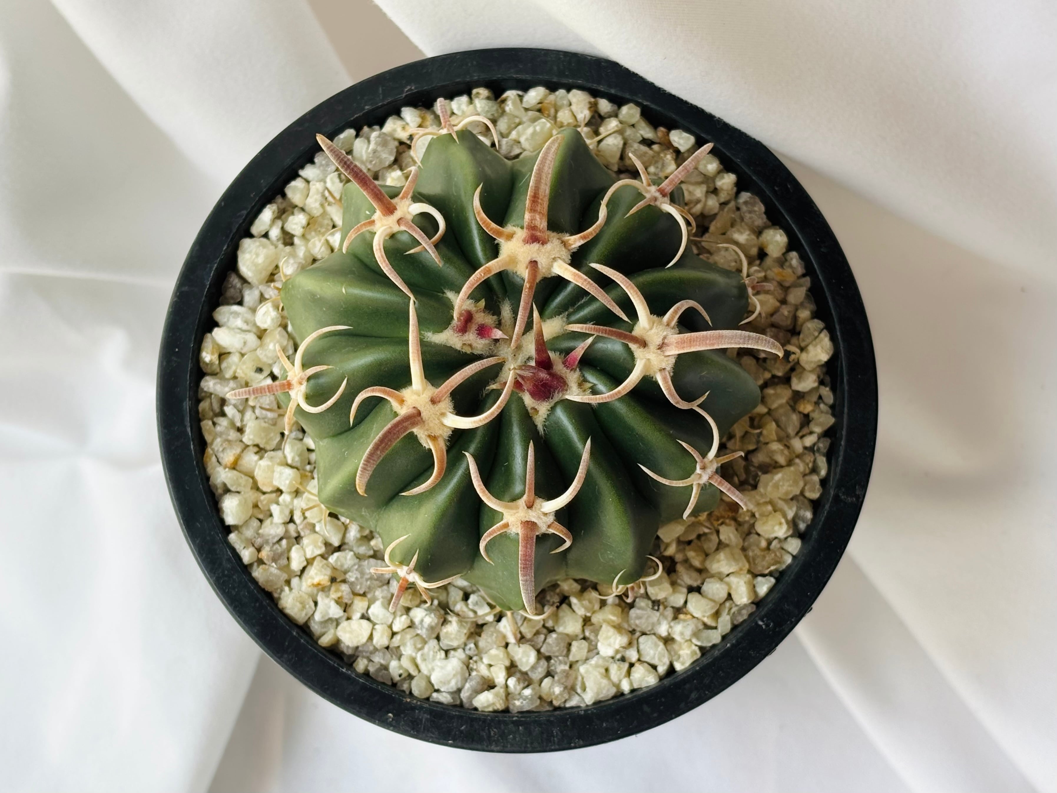 Echinocactus texensis エキノカクタス 綾波 武蔵 サボテン | plants