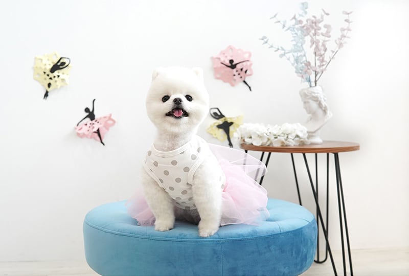 【SALE】ラブリーチュールワンピース S ~ XL 2color  /  犬服 春夏 新作 お出かけ 可愛い 犬の服 ドッグウェア ワンコ服 ペット用品  onepiece31