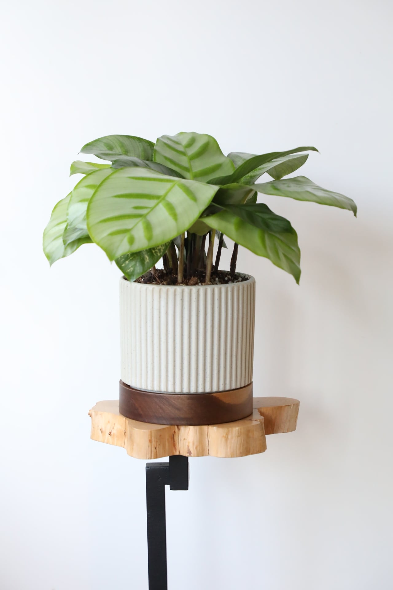 M】カラテア ベラ/Calathea Bella※陶器鉢付き | 【厳選植物・器