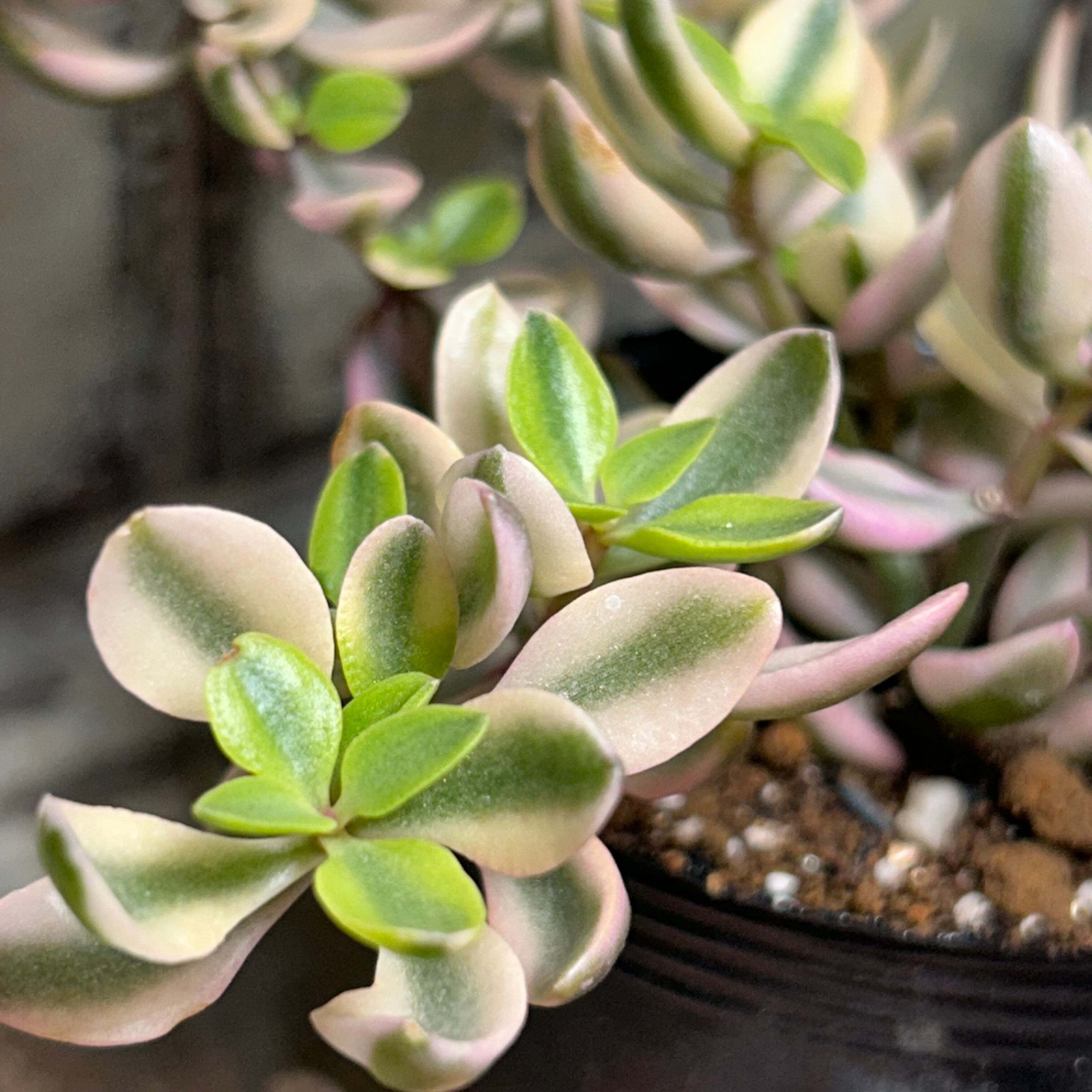 ボルケンシー錦 | RuPo 多肉植物専門店