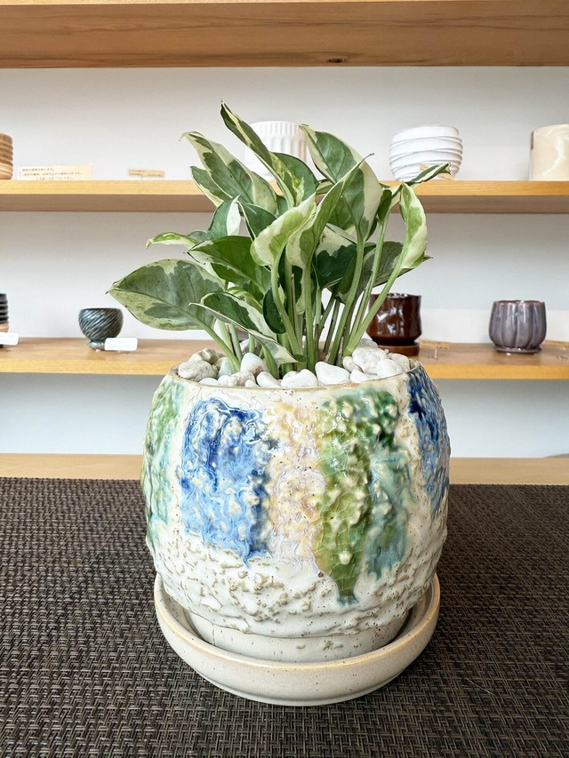 ポトス・エンジョイ