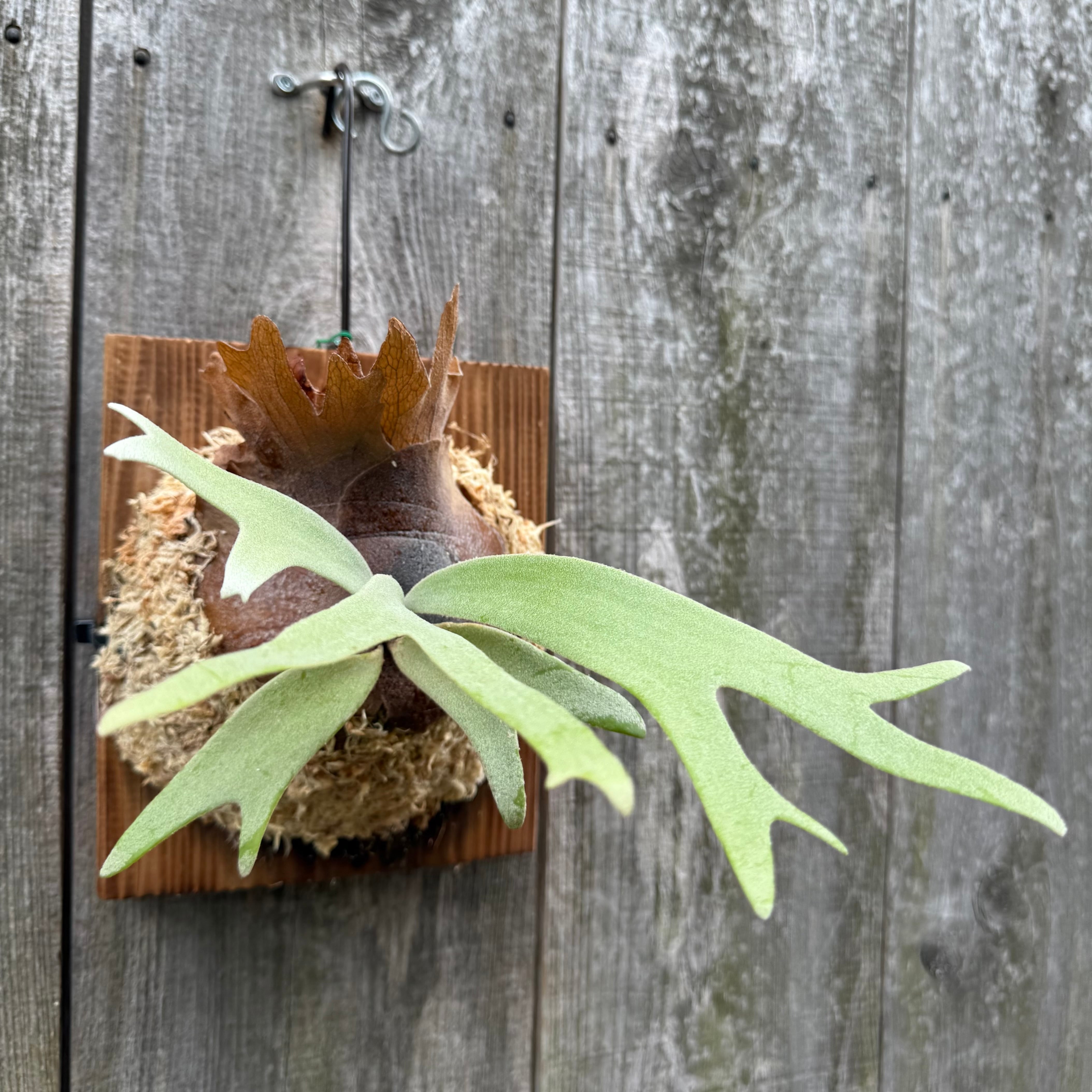 P. willinckii YAL (Mix Sporeling) | naturefix