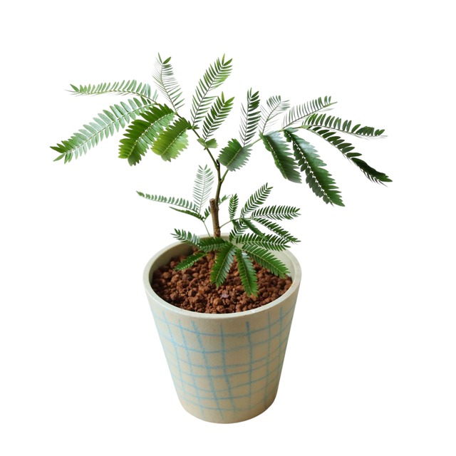 エバーフレッシュ（30cm）