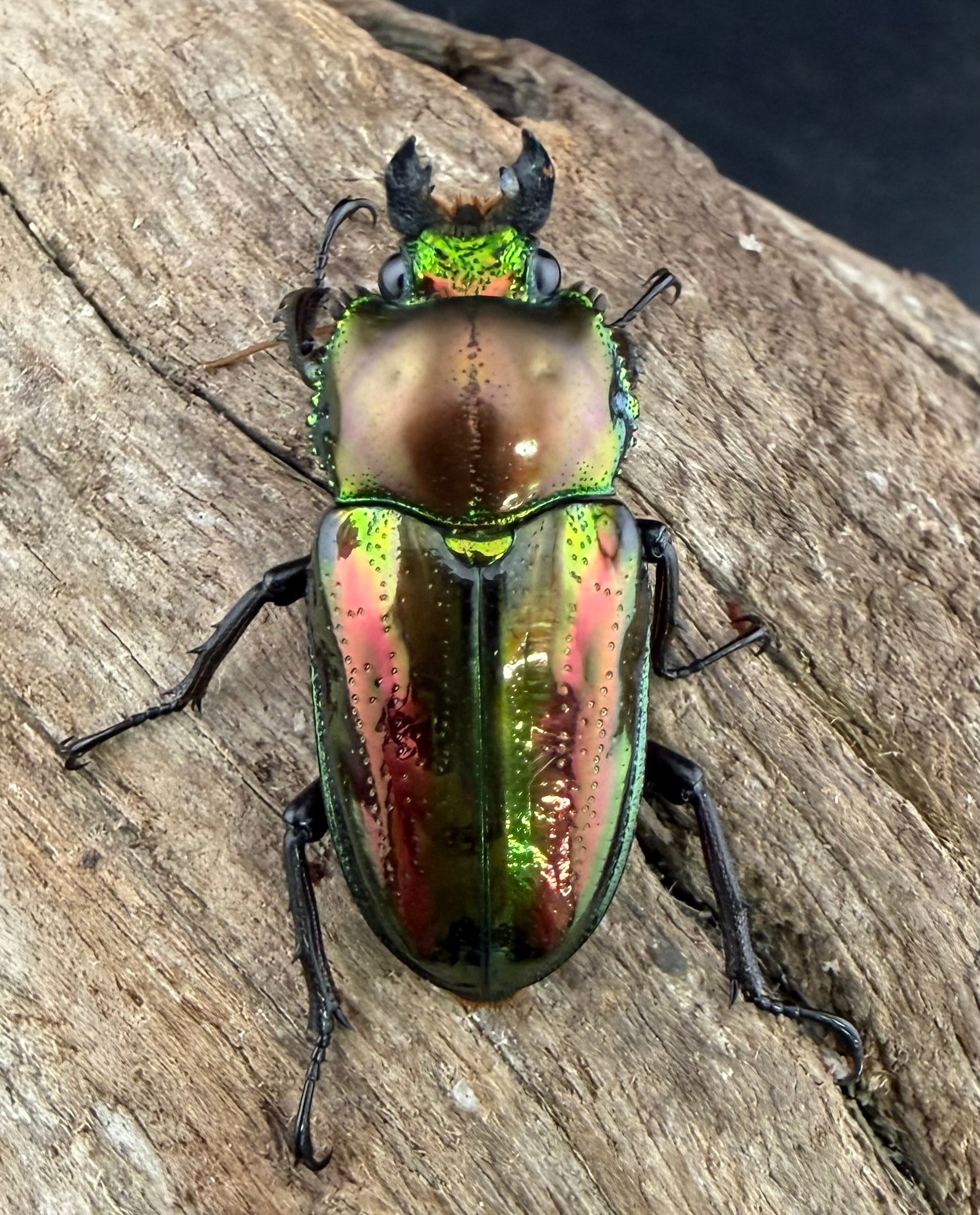 ニジイロクワガタ 33.5mm ♂♀♀トリオ》 | KPW公式オンラインショップ