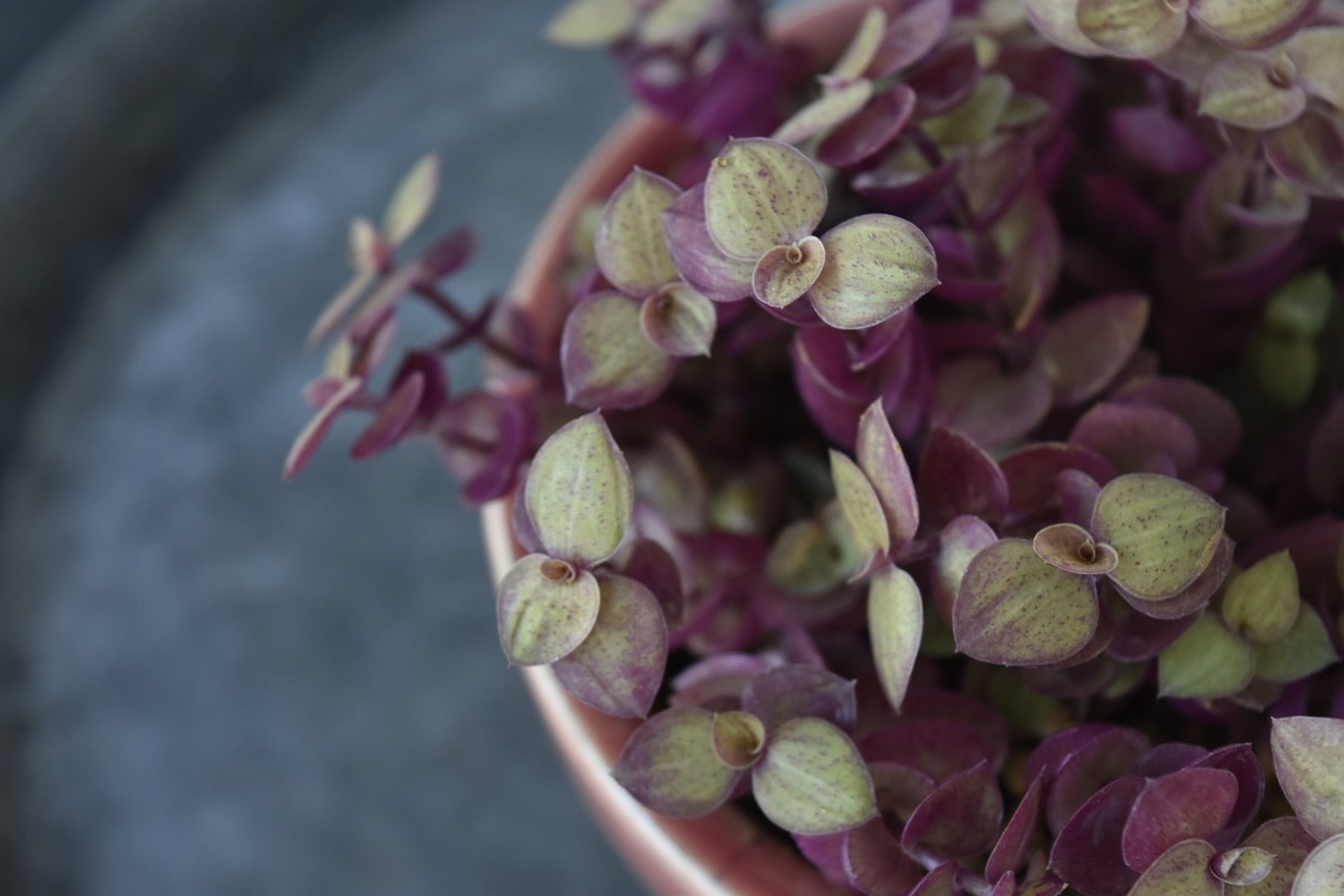 多肉植物 桜色カリシア鉢植え/カリシアレペンス | Pay ID