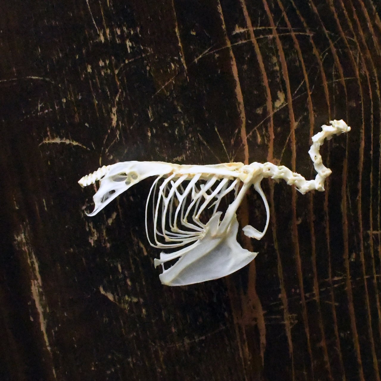 ツキノワグマの左手の骨格標本 | ほねとはね ONLINE SHOP