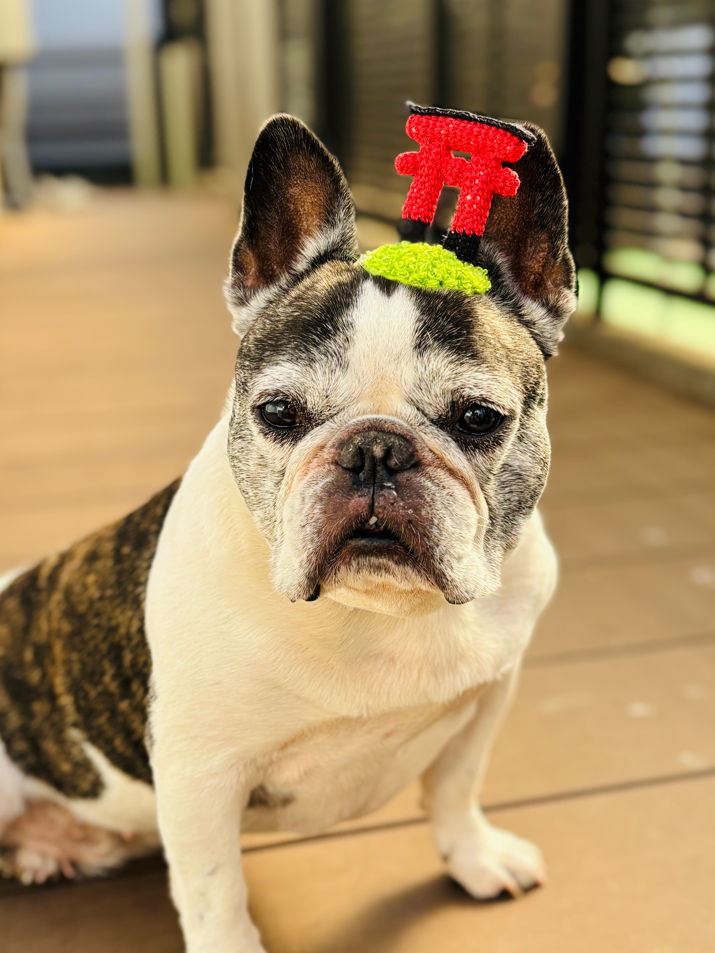 羊毛フェルト ダックス＆プードル ストラップ 【推し活に！うちの子と